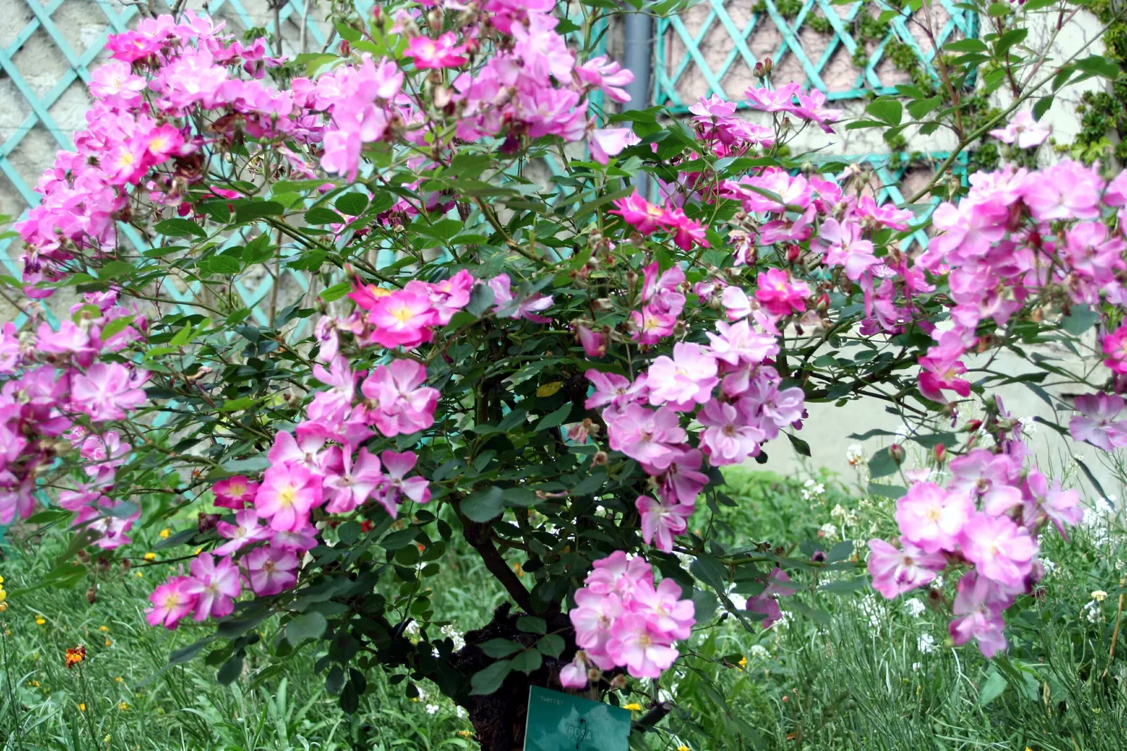 Lavender Dream Rose (Rosa 'Lavender Dream') — Ideal for borders and cottage gardens