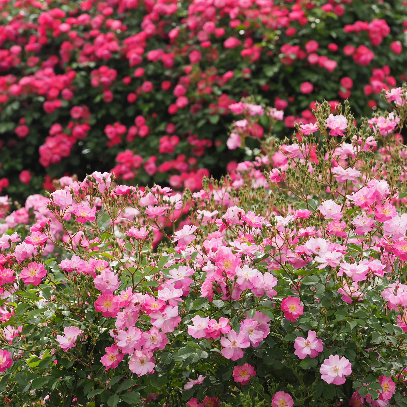 Lavender Dream Rose (Rosa 'Lavender Dream') — attracting pollinators while offering low maintenance and excellent disease resistance
