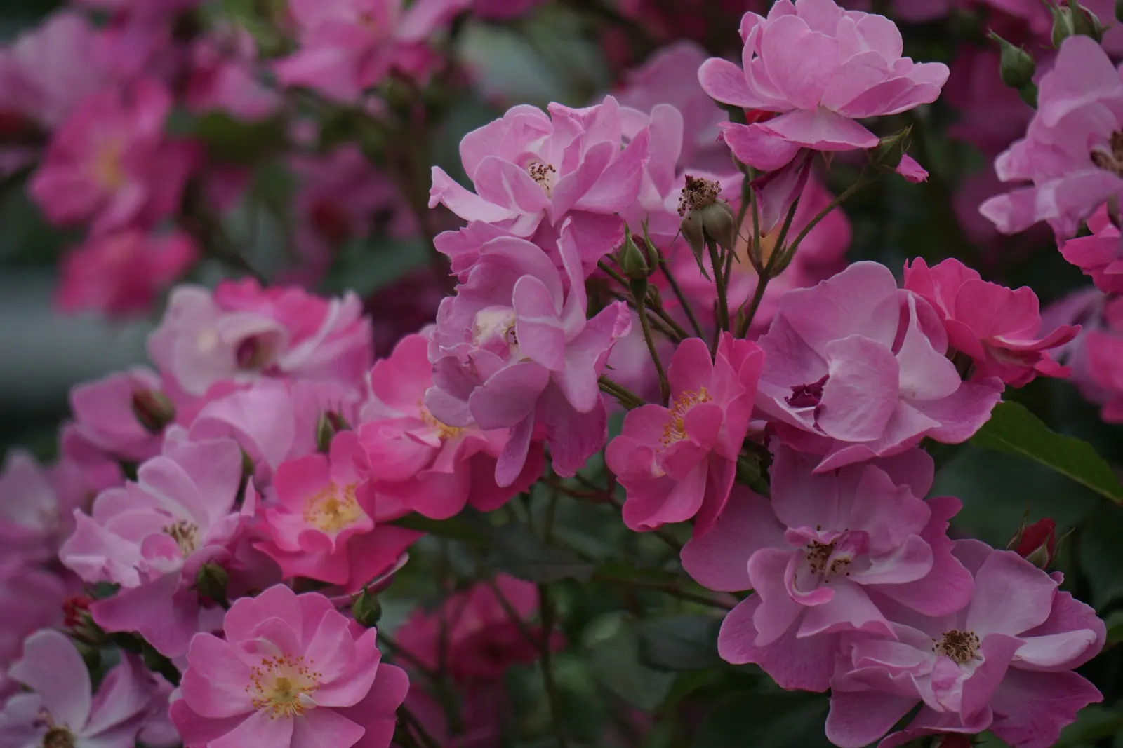 Lavender Dream Rose (Rosa 'Lavender Dream') — which boast an enchanting lavender hue