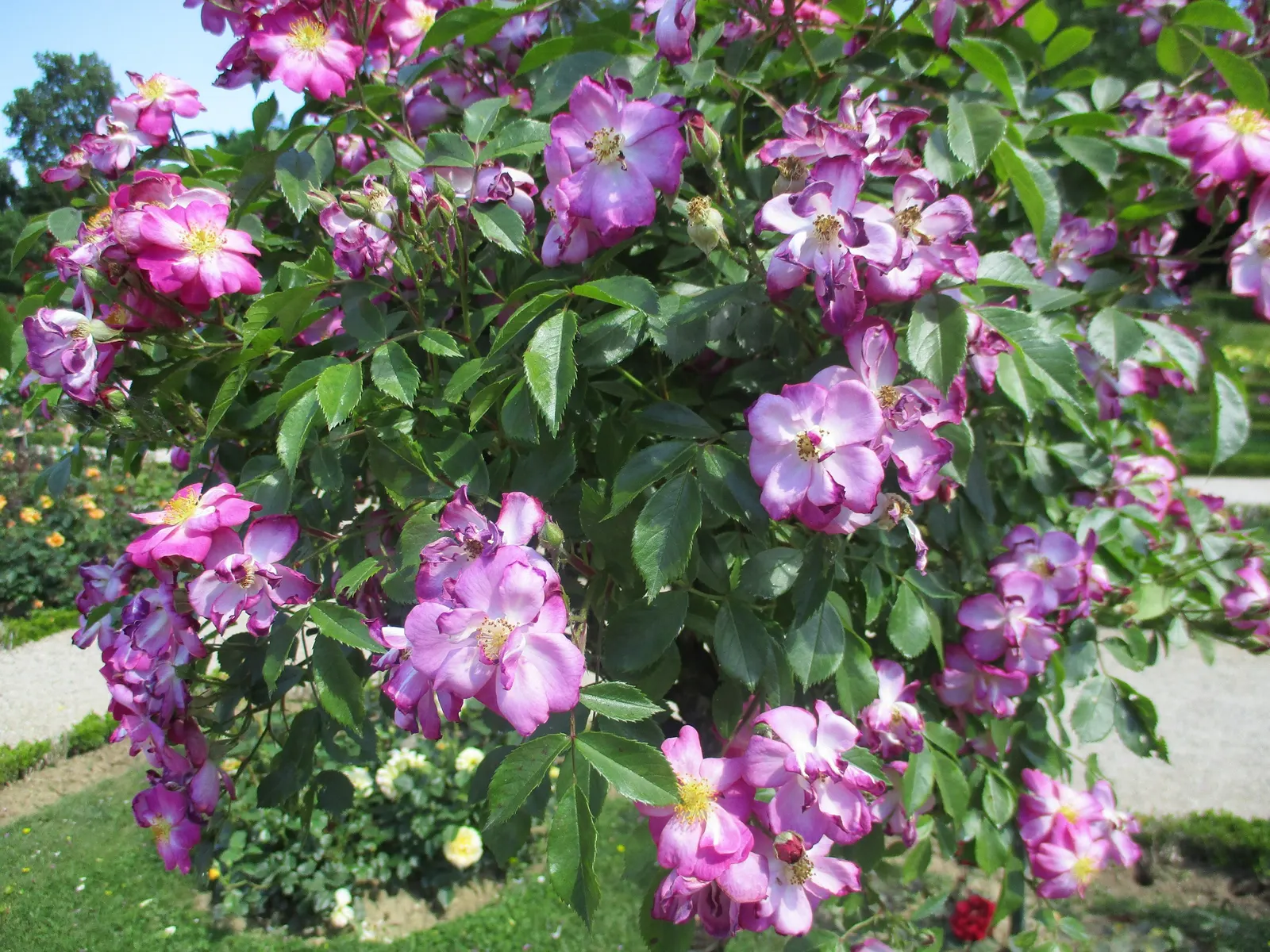 Lavender Dream Rose (Rosa 'Lavender Dream') — Rosa 'Lavender Dream' exudes charm in landscapes with its profuse, pale lavender blossoms