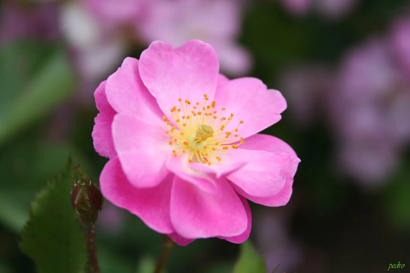 Lavender Dream Rose (Rosa 'Lavender Dream') — or support structure without overwhelming the space