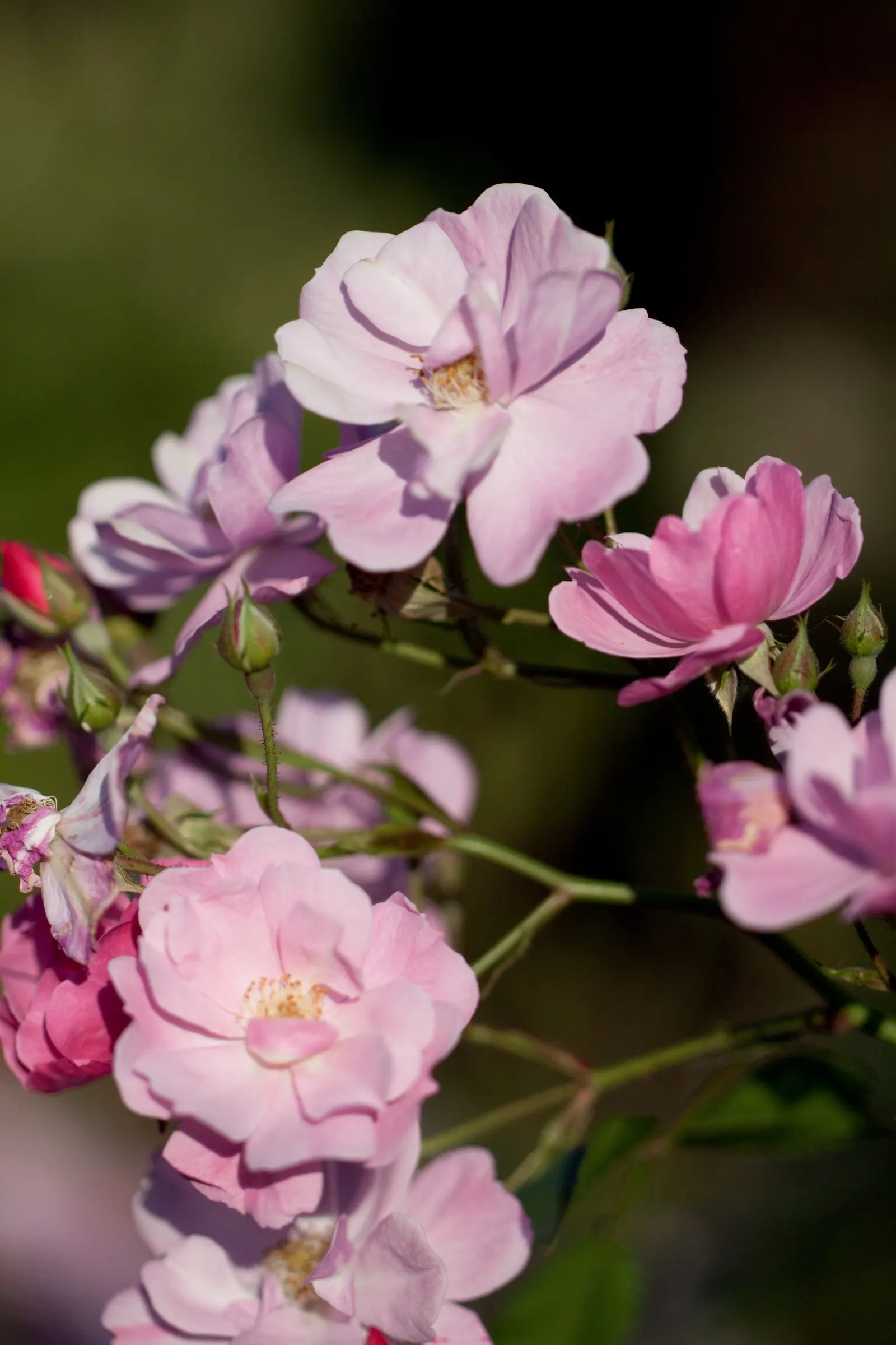 Lavender Dream Rose (Rosa 'Lavender Dream') — This hardy shrub rose reaches up to 3 feet in height and spreads up to 4 feet, providing a lush groundcover