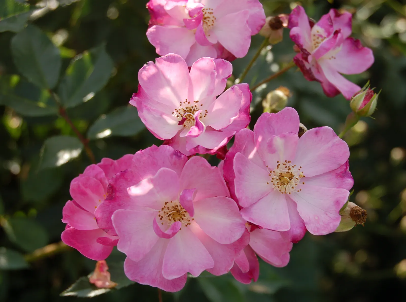 Lavender Dream Rose (Rosa 'Lavender Dream') — This rose variety typically blossoms in generous clusters throughout the growing season