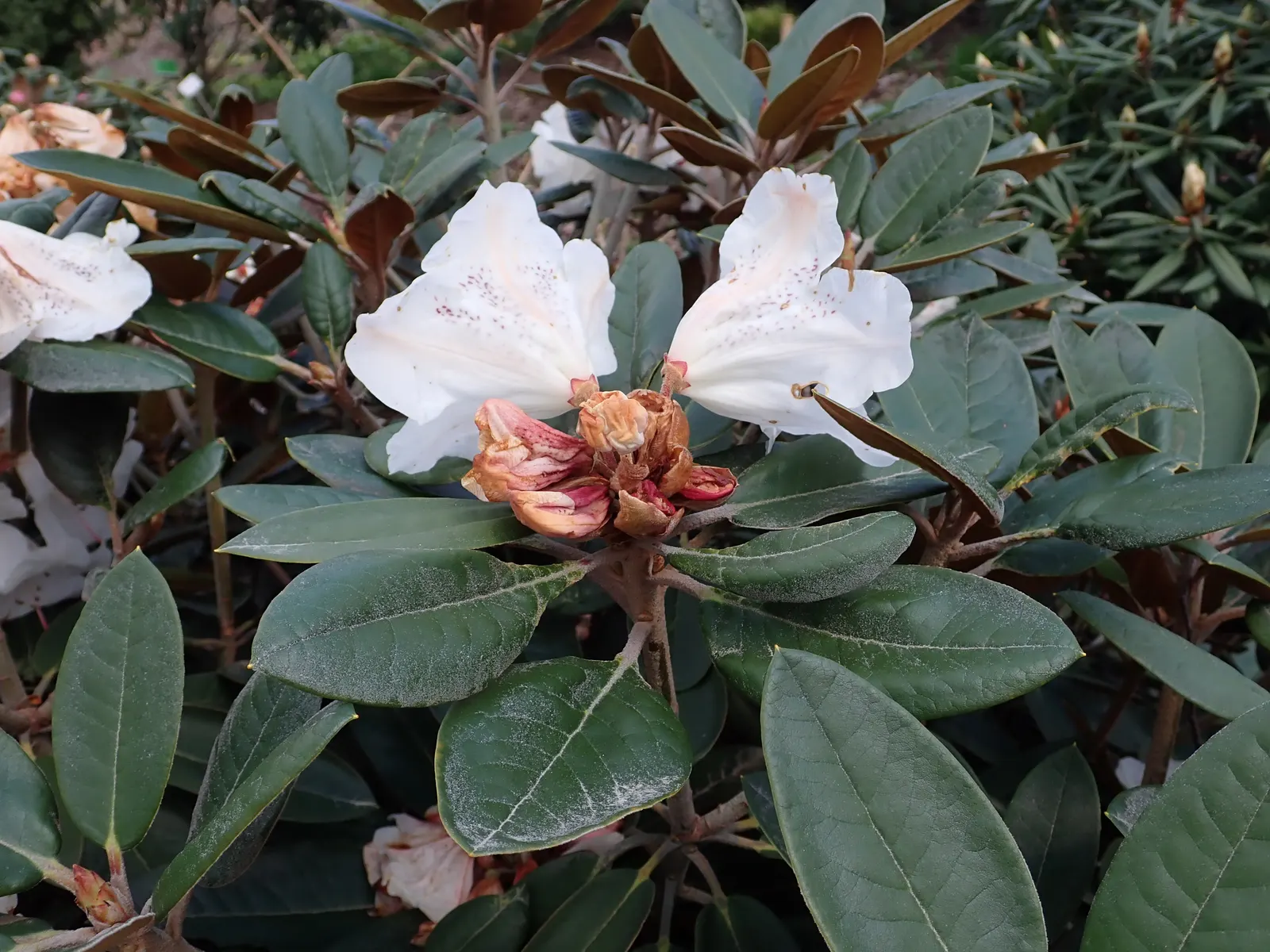 Bureau Rhododendron (Rhododendron Bureavii) — this evergreen shrub thrives in hardiness zones 7 through 9