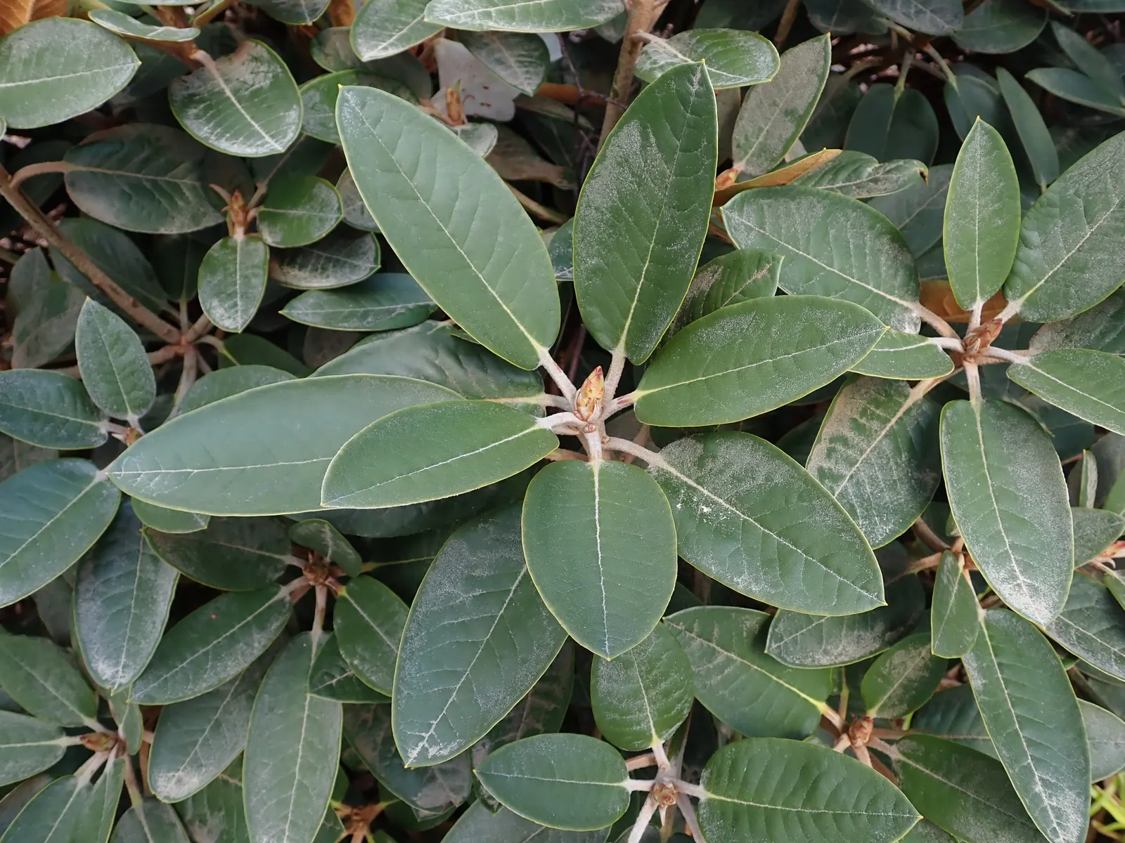 Bureau Rhododendron (Rhododendron Bureavii) — mounded form that provides year-round structural interest