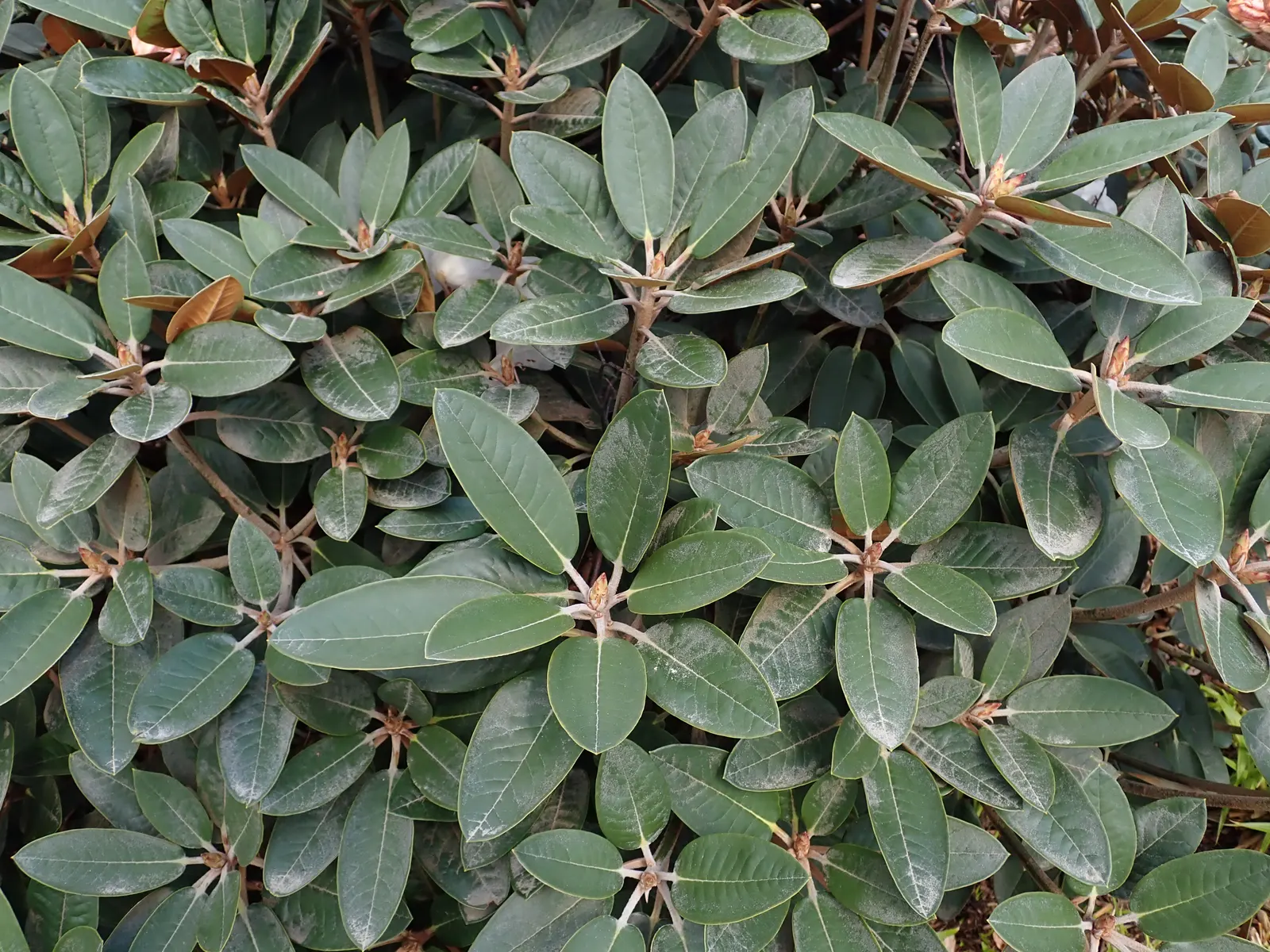 Bureau Rhododendron (Rhododendron Bureavii) — which starts out as a reddish-brown hue