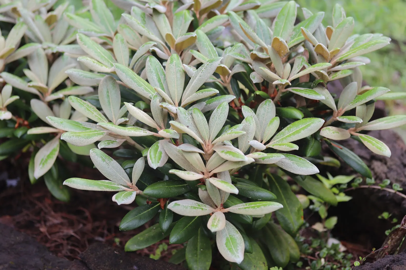 Bureau Rhododendron (Rhododendron Bureavii) — commonly referred to as Bureau Rhododendron