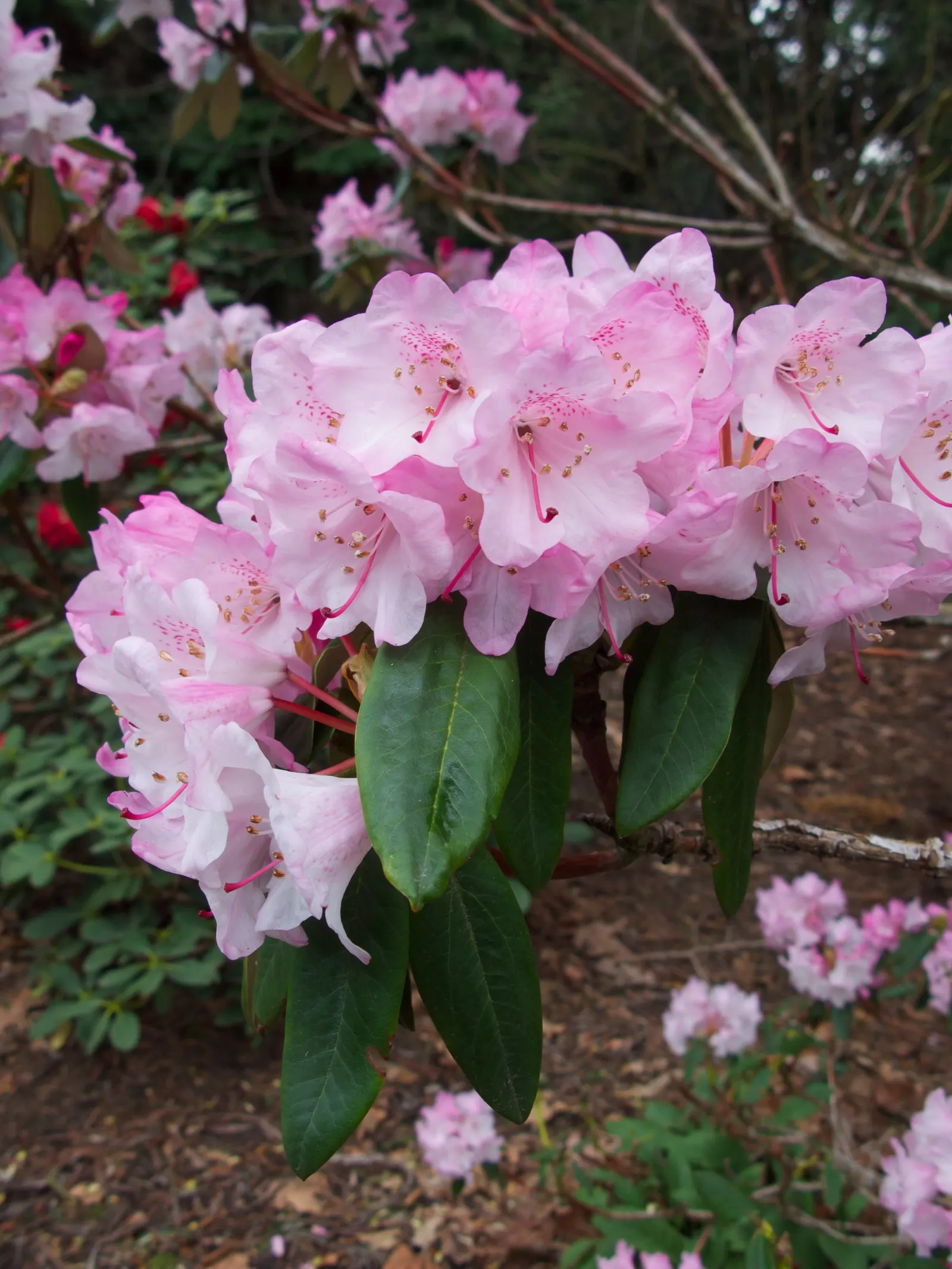 Bureau Rhododendron (Rhododendron Bureavii) — Featuring clusters of bell-shaped