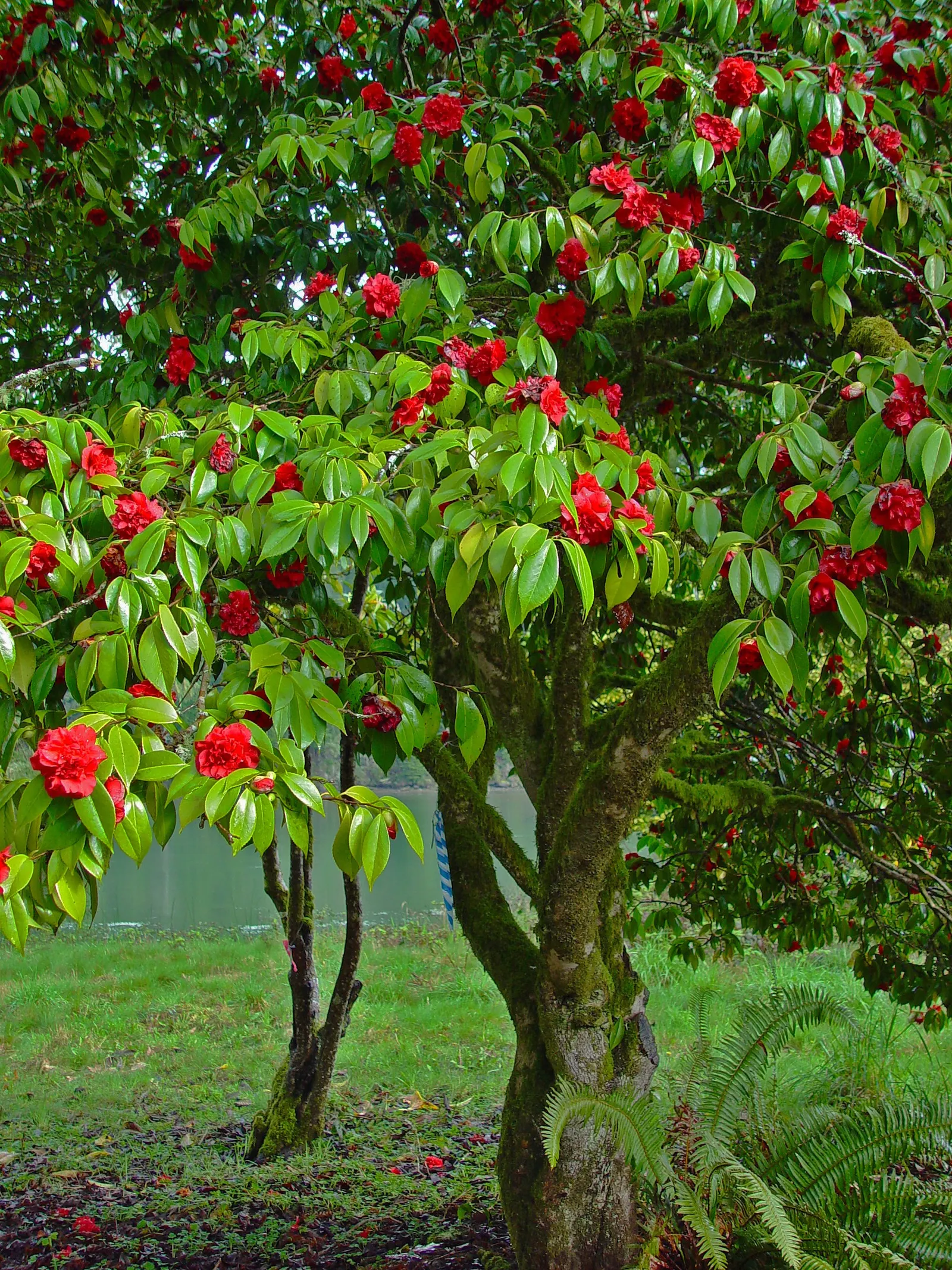 Bureau Rhododendron (Rhododendron Bureavii) — Native to the mountainous regions of China; pink and white flowers in the garden