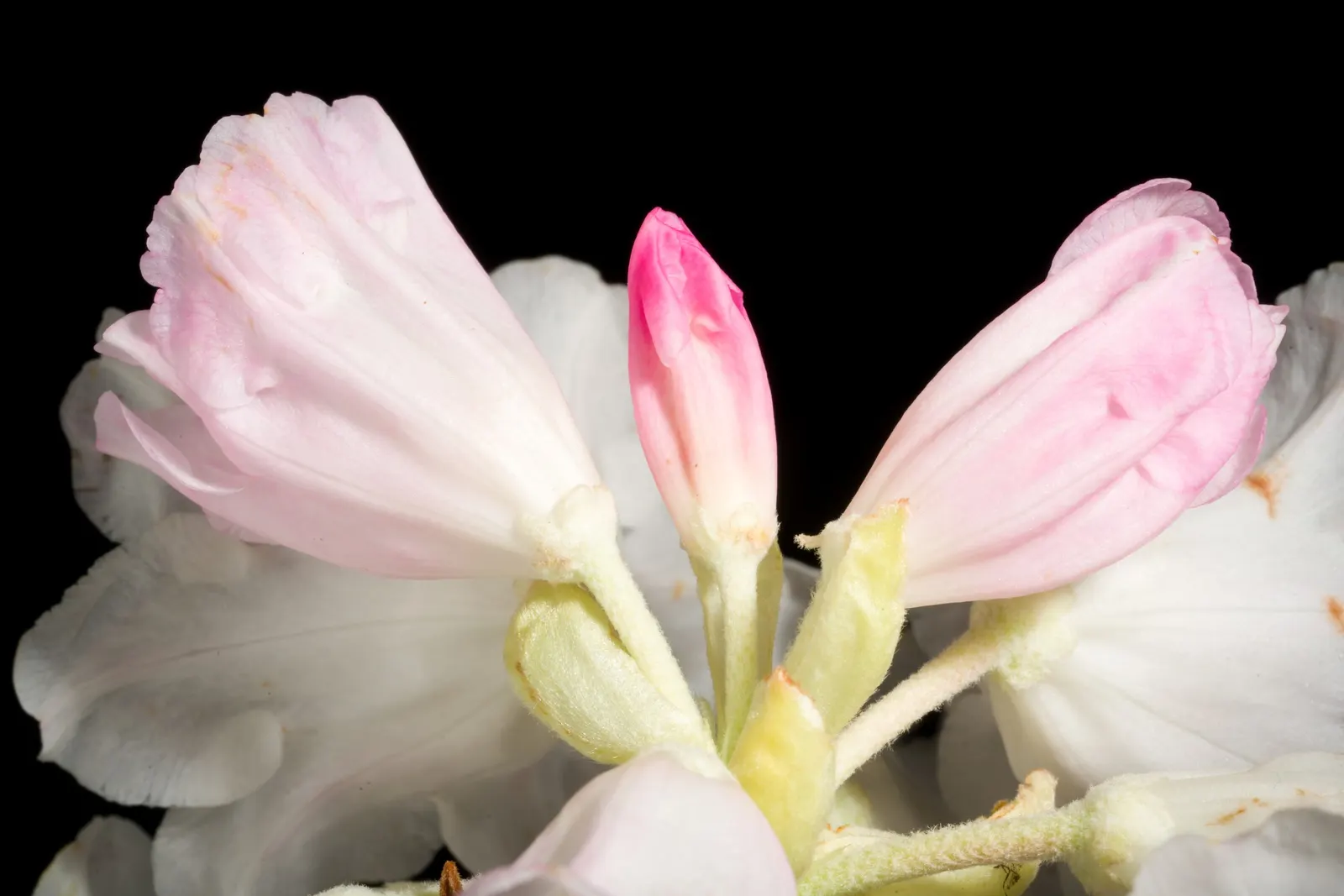 Bureau Rhododendron (Rhododendron Bureavii) — it's excellent for adding texture and year-round interest to woodland settings and mixed borders