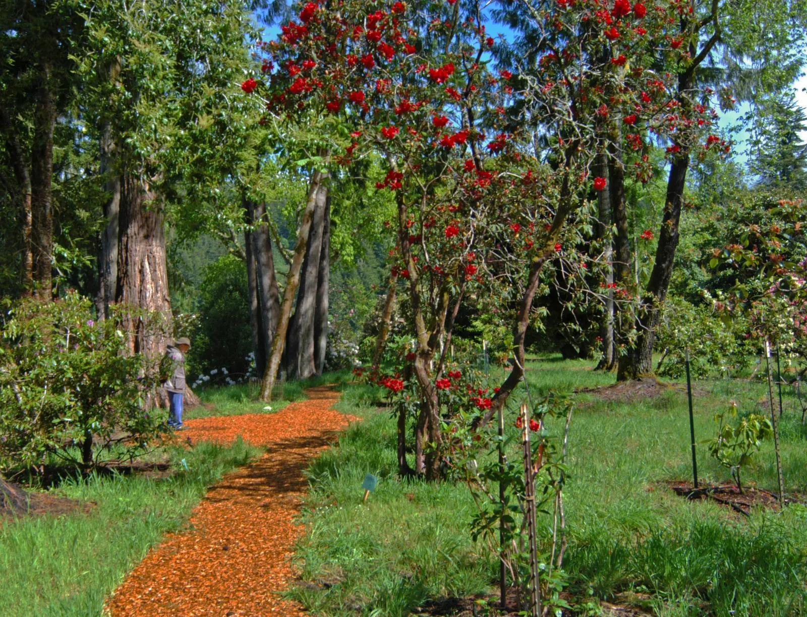 Bureau Rhododendron (Rhododendron Bureavii) — acidic soil with a high organic content
