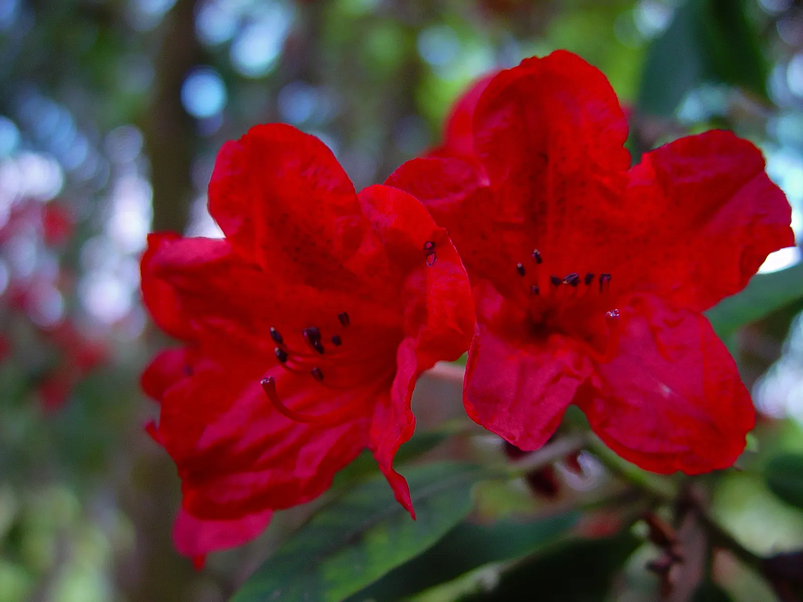 Bureau Rhododendron (Rhododendron Bureavii) — Consider pairing with other shade-loving underplantings like ferns or hostas to create a lush