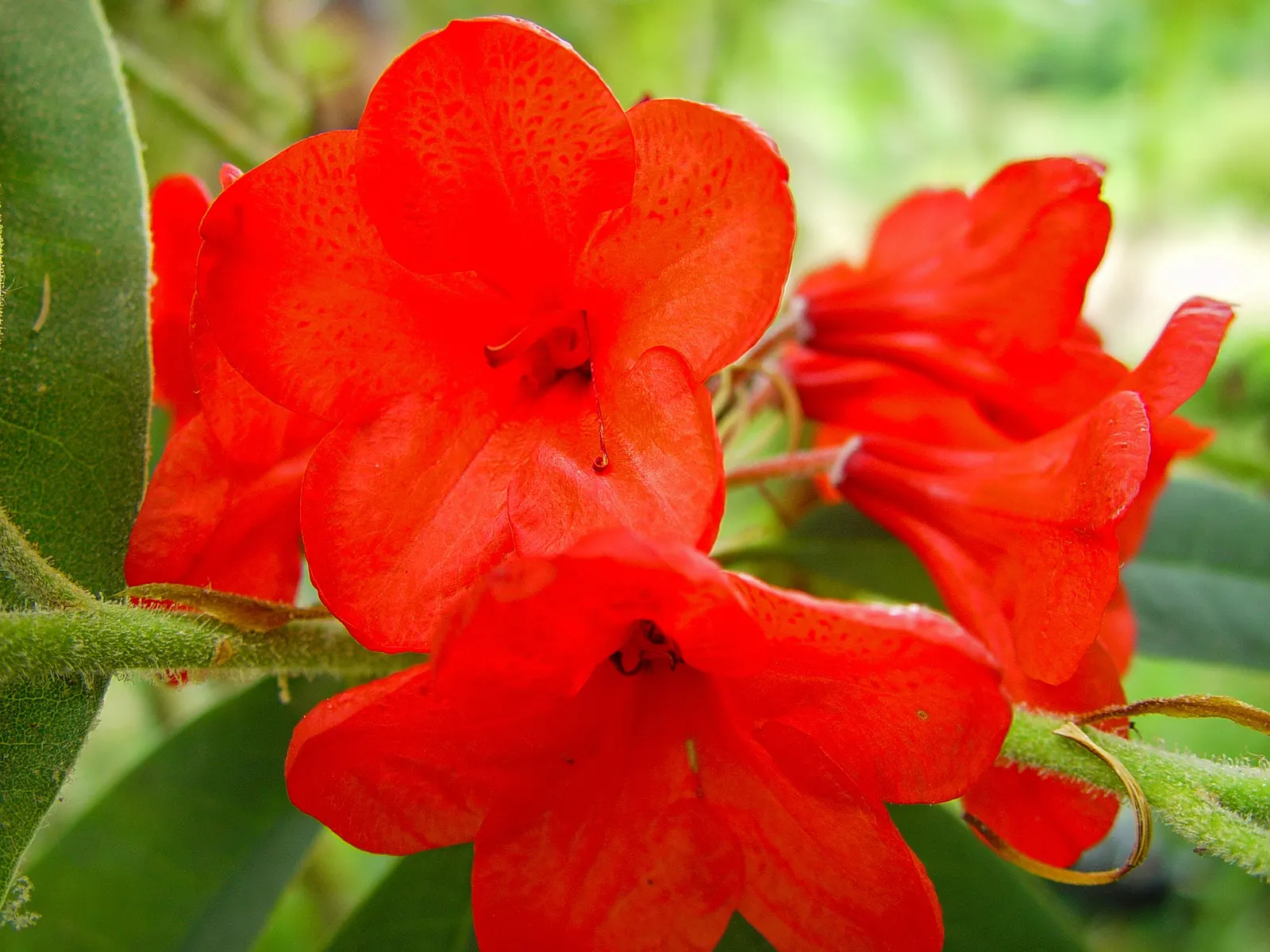 Bureau Rhododendron (Rhododendron Bureavii) — Applying a layer of mulch can help retain soil moisture and protect the roots