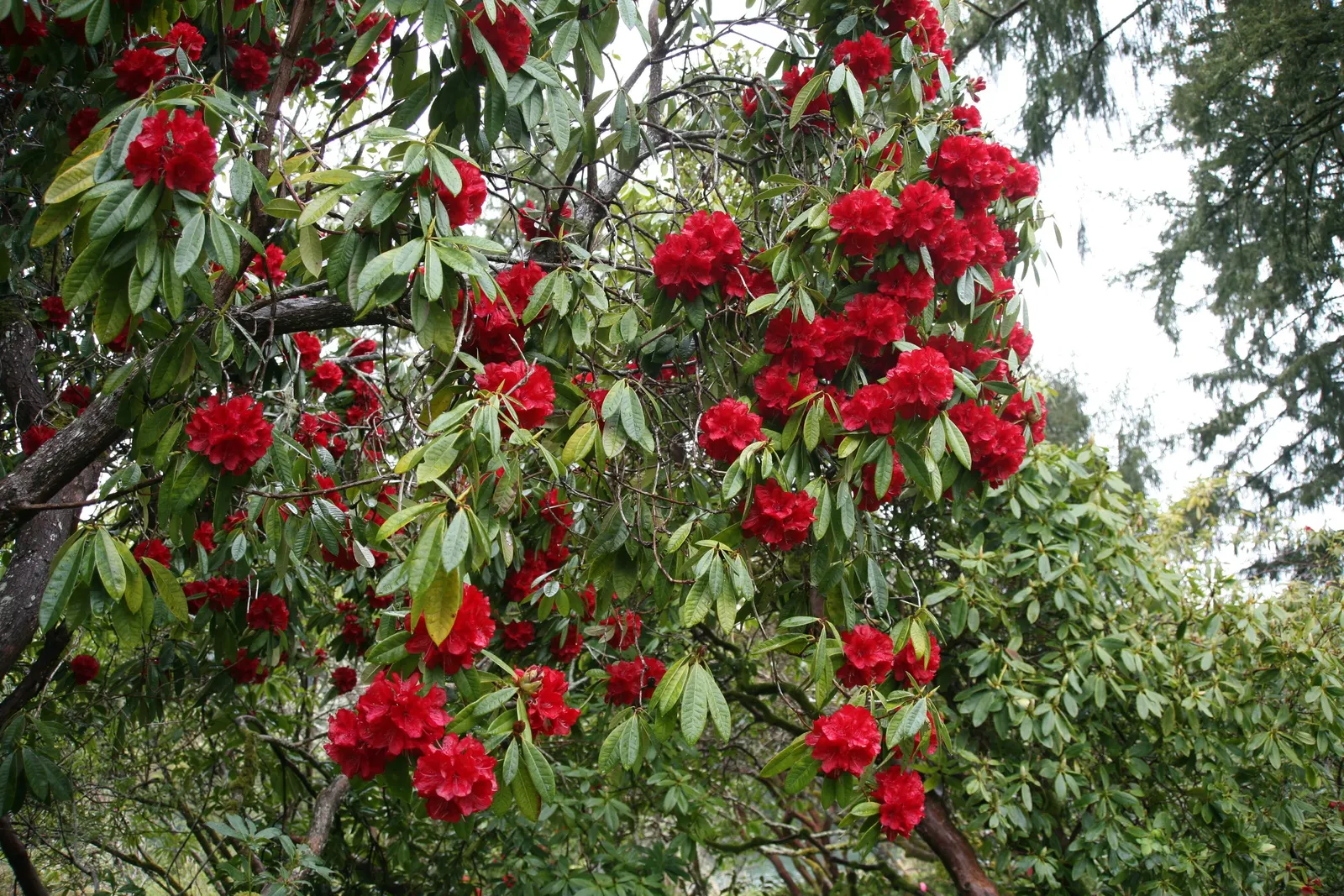 Bureau Rhododendron (Rhododendron Bureavii) — typically measuring about 2 to 3 inches across
