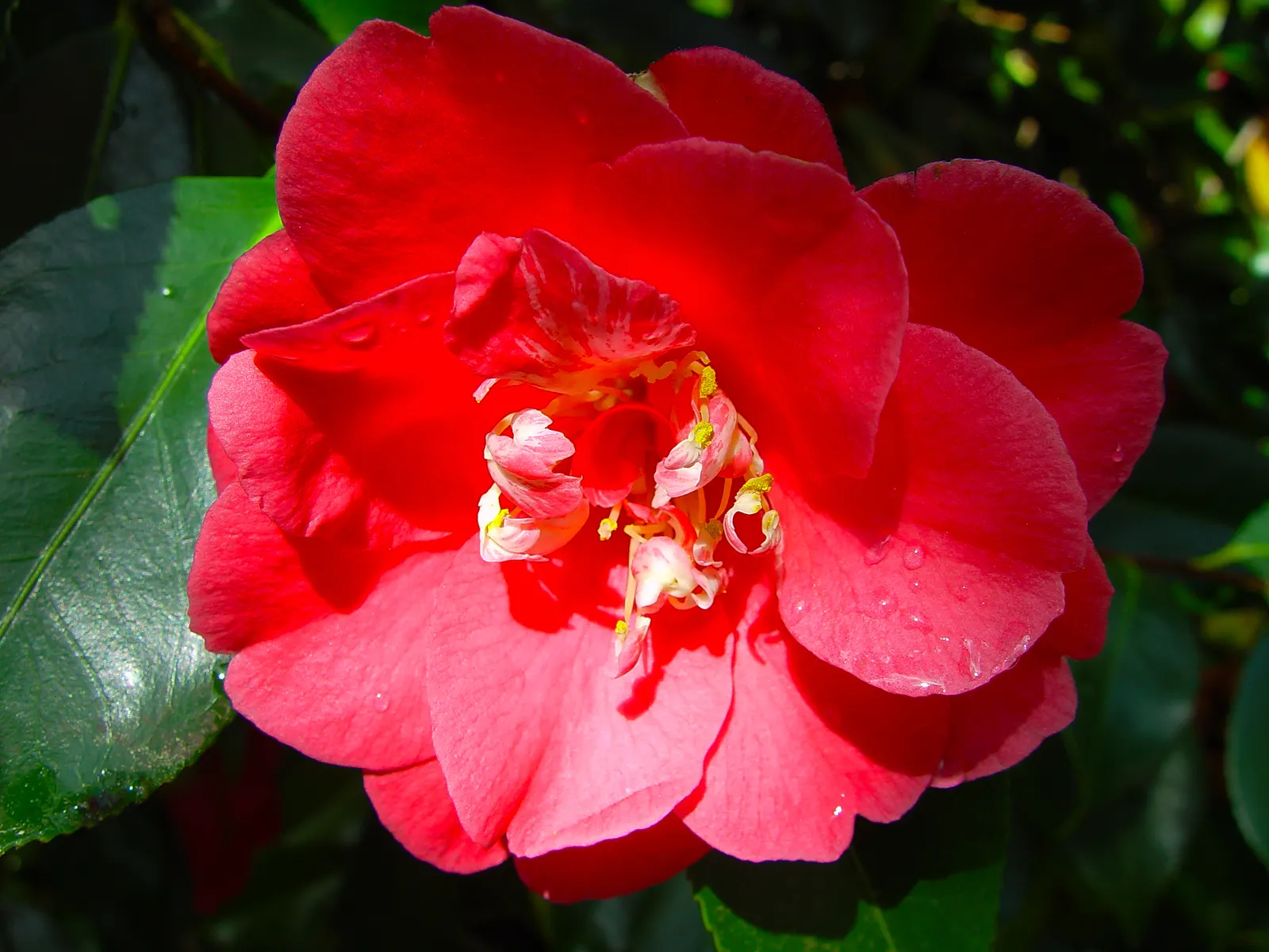 Bureau Rhododendron (Rhododendron Bureavii) — it's excellent for adding texture and year-round interest to woodland settings and mixed borders; is a
