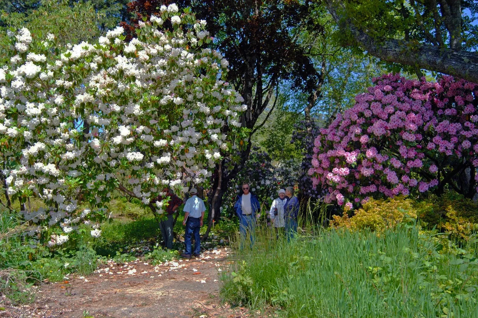 Bureau Rhododendron (Rhododendron Bureavii) — Featuring clusters of bell-shaped; typically measuring about 2 to 3 inches across