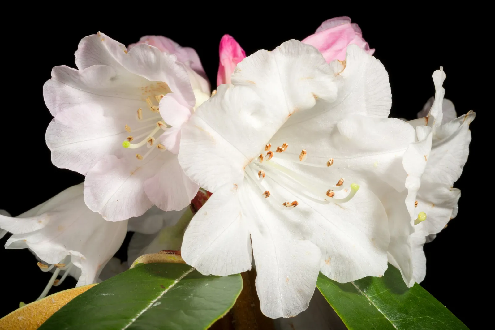 Bureau Rhododendron (Rhododendron Bureavii) — leathery leaves with a fuzzy