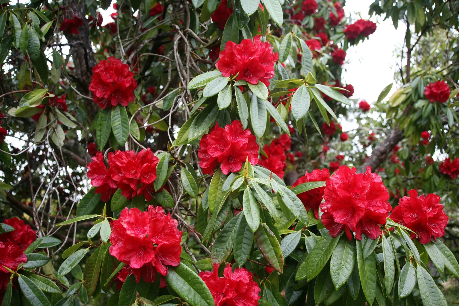 Bureau Rhododendron (Rhododendron Bureavii) — is prized for its striking evergreen foliage and distinctive