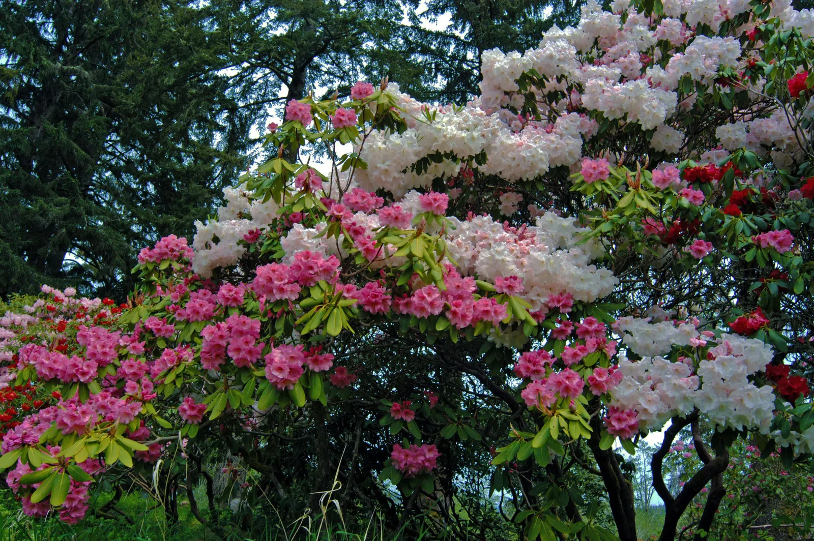Bureau Rhododendron (Rhododendron Bureavii) — is a captivating specimen renowned for its striking foliage and sumptuous floral displays; acidic soil with a