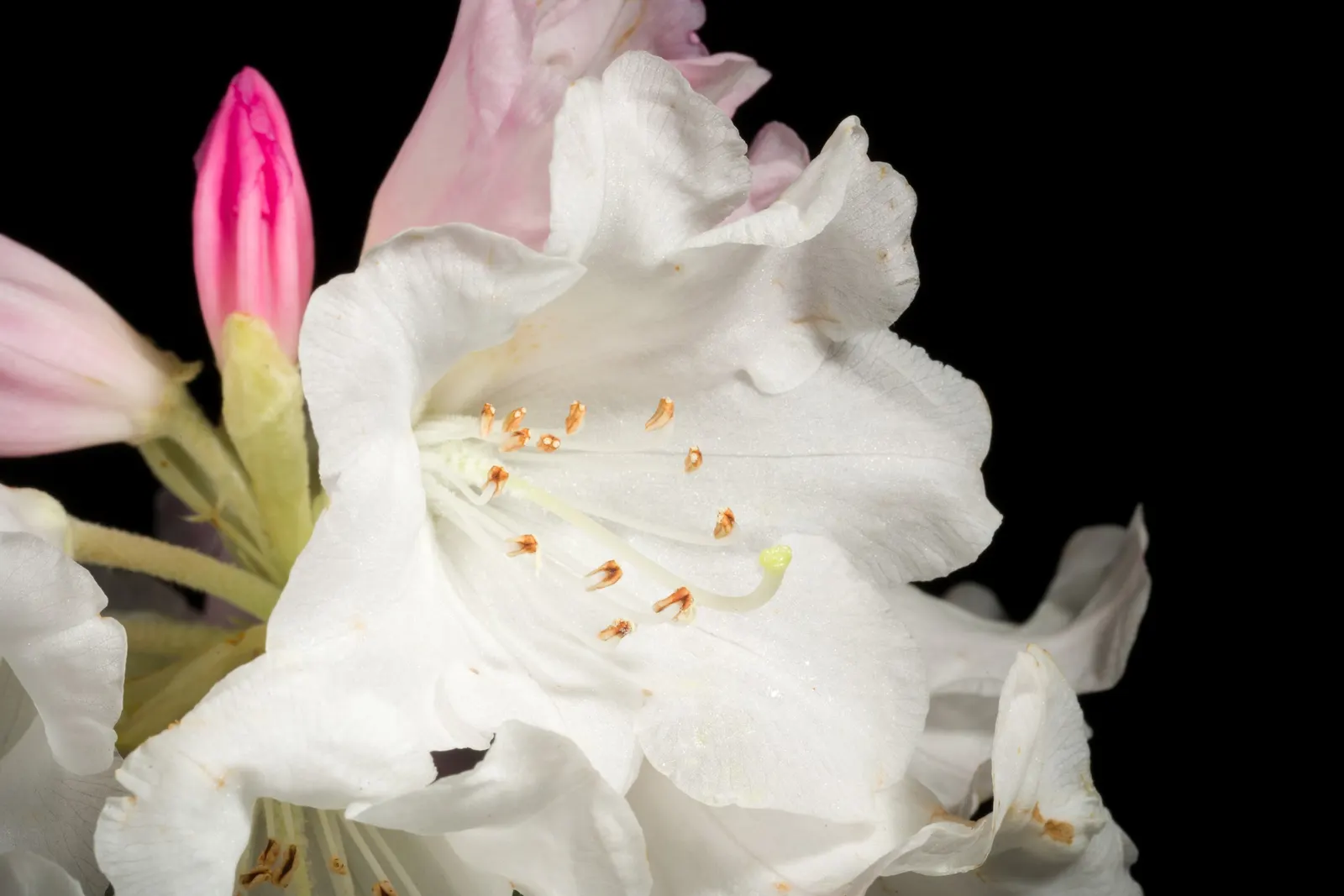 Bureau Rhododendron (Rhododendron Bureavii) — Prefers partial shade and well-drained, acidic soil; is prized for its striking evergreen foliage and distinctive