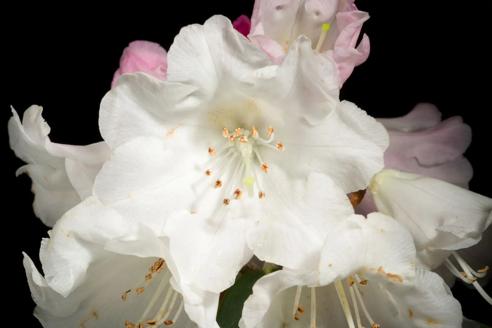 Bureau Rhododendron (Rhododendron Bureavii) — commonly referred to as Bureau Rhododendron; which starts out as a reddish-brown hue