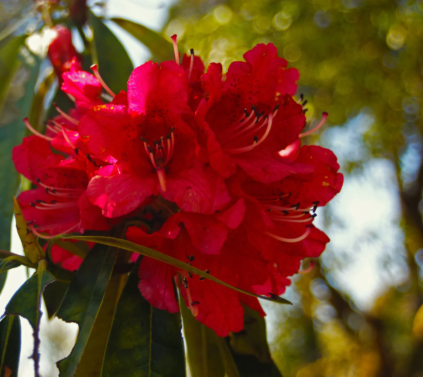 Bureau Rhododendron (Rhododendron Bureavii) — adding another layer of interest to your garden.<br><br>When planting Bureau Rhododendron