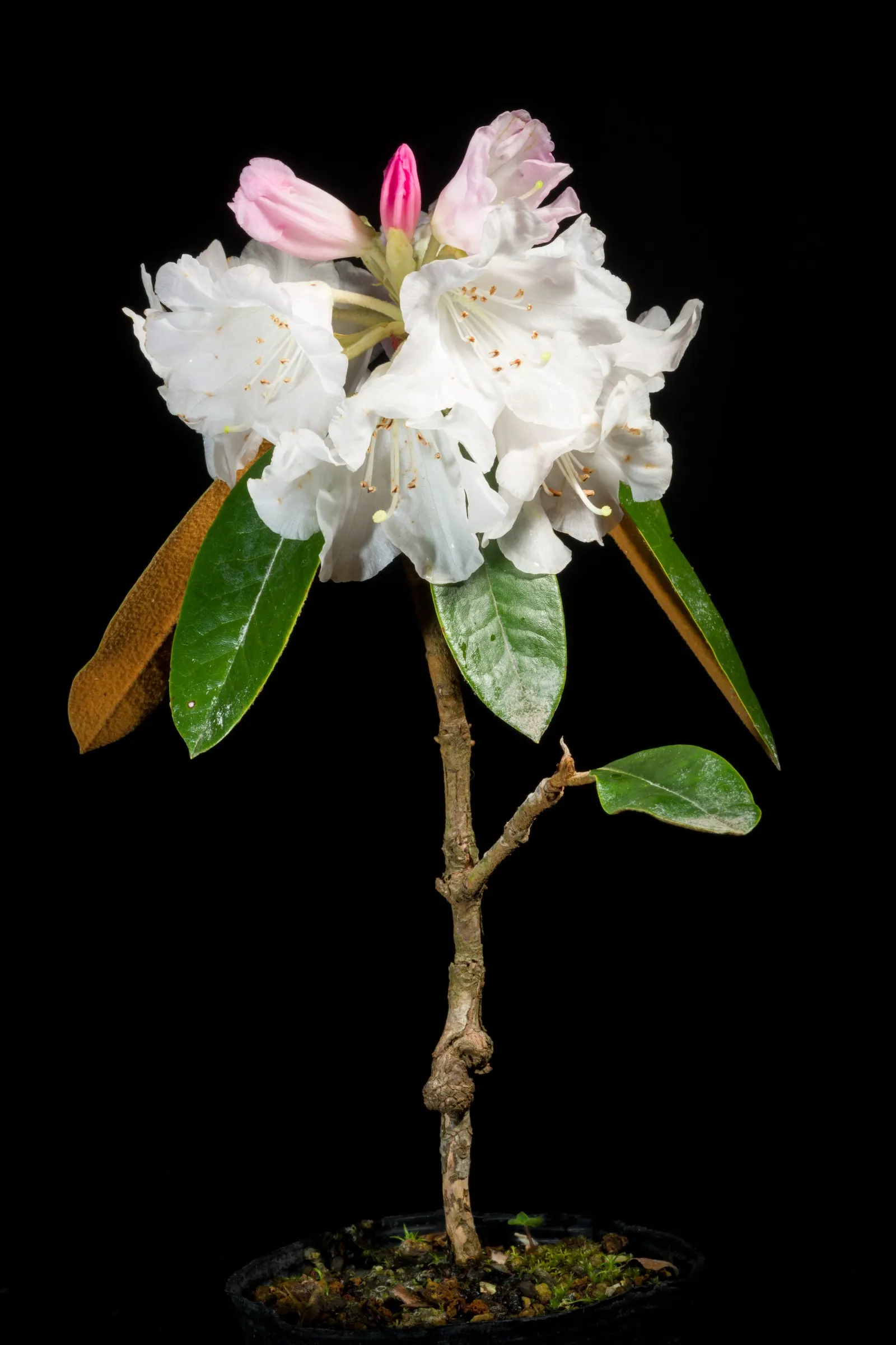Bureau Rhododendron (Rhododendron Bureavii) — However, avoid overwatering, as this can lead to root rot