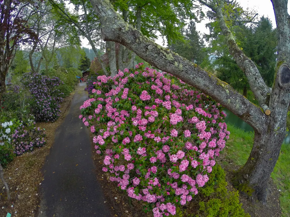 Bureau Rhododendron (Rhododendron Bureavii) — Regular watering to maintain moist soil is vital, especially during dry spells