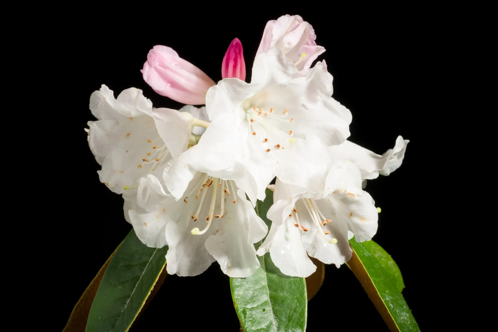 Bureau Rhododendron (Rhododendron Bureavii) — select a location with dappled shade and well-draining
