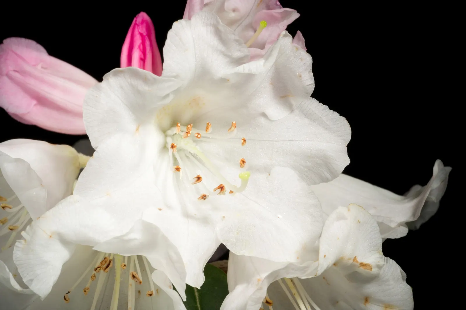 Bureau Rhododendron (Rhododendron Bureavii) — leathery leaves with a fuzzy; the Rhododendron bureavii boasts a dense
