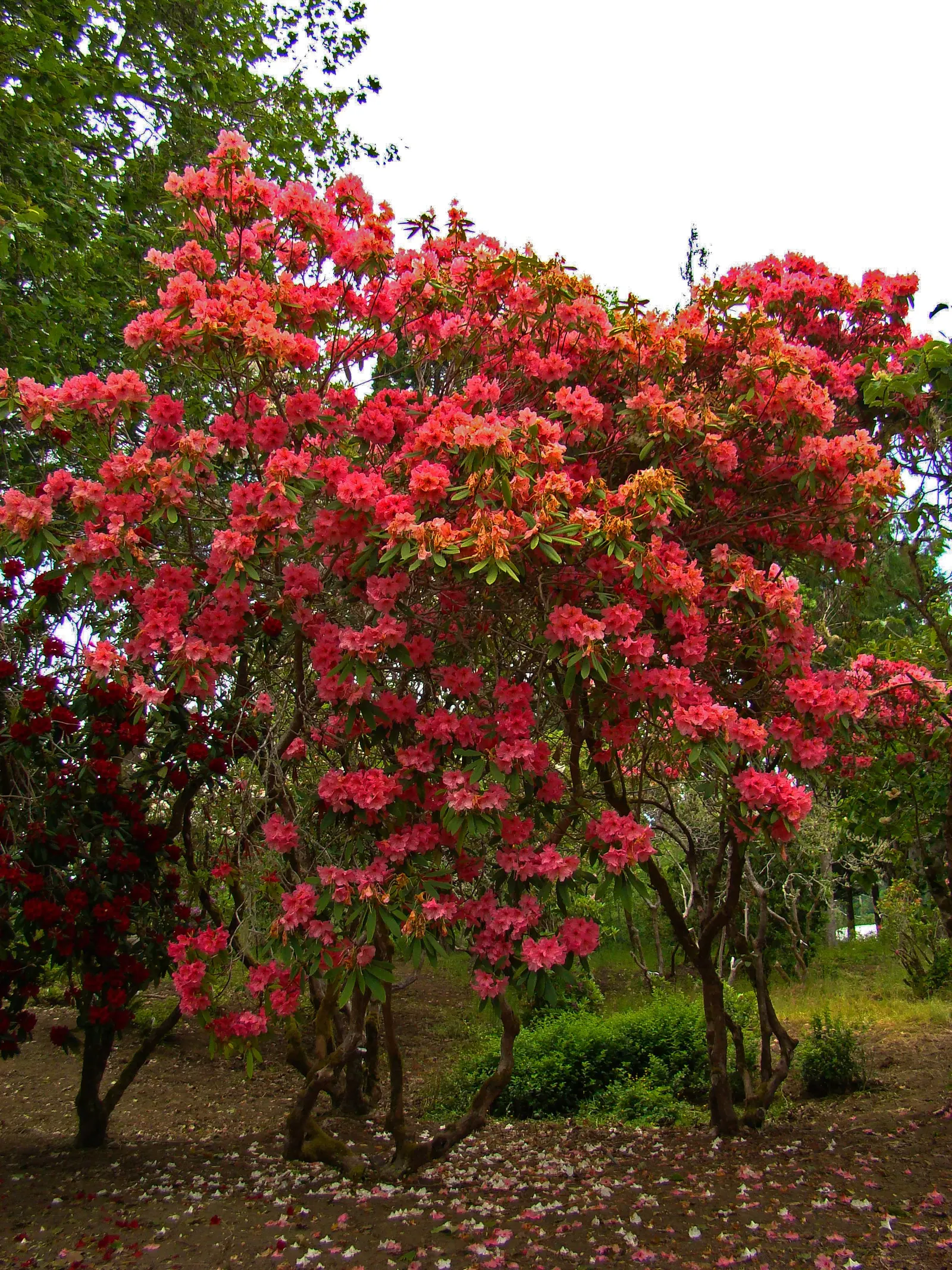 Bureau Rhododendron (Rhododendron Bureavii) — it reaches heights of 6-10 feet with a similar spread