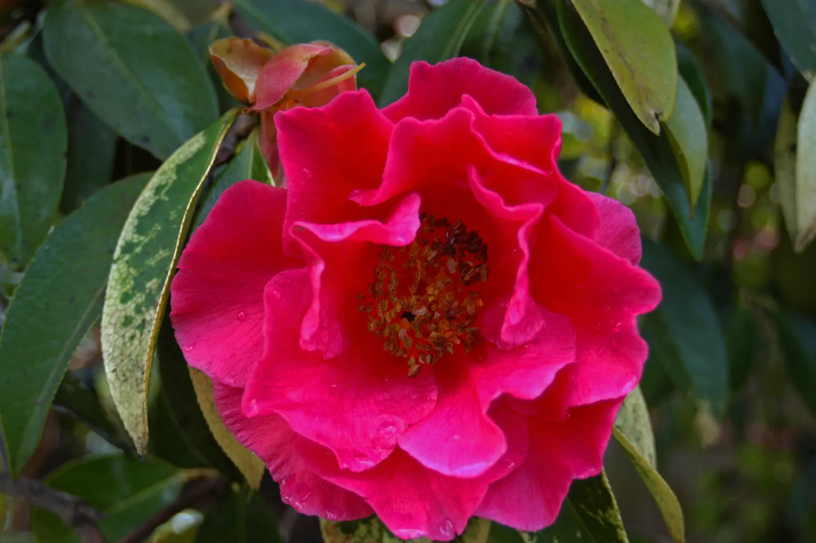 Bureau Rhododendron (Rhododendron Bureavii) — is prized for its striking evergreen foliage and distinctive; it reaches heights of 6-10 feet with a similar