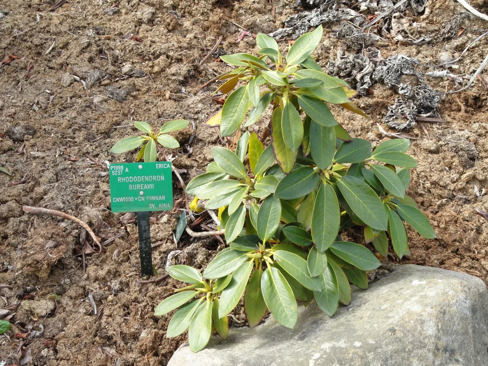 Bureau Rhododendron (Rhododendron Bureavii) — Native to the mountainous regions of China