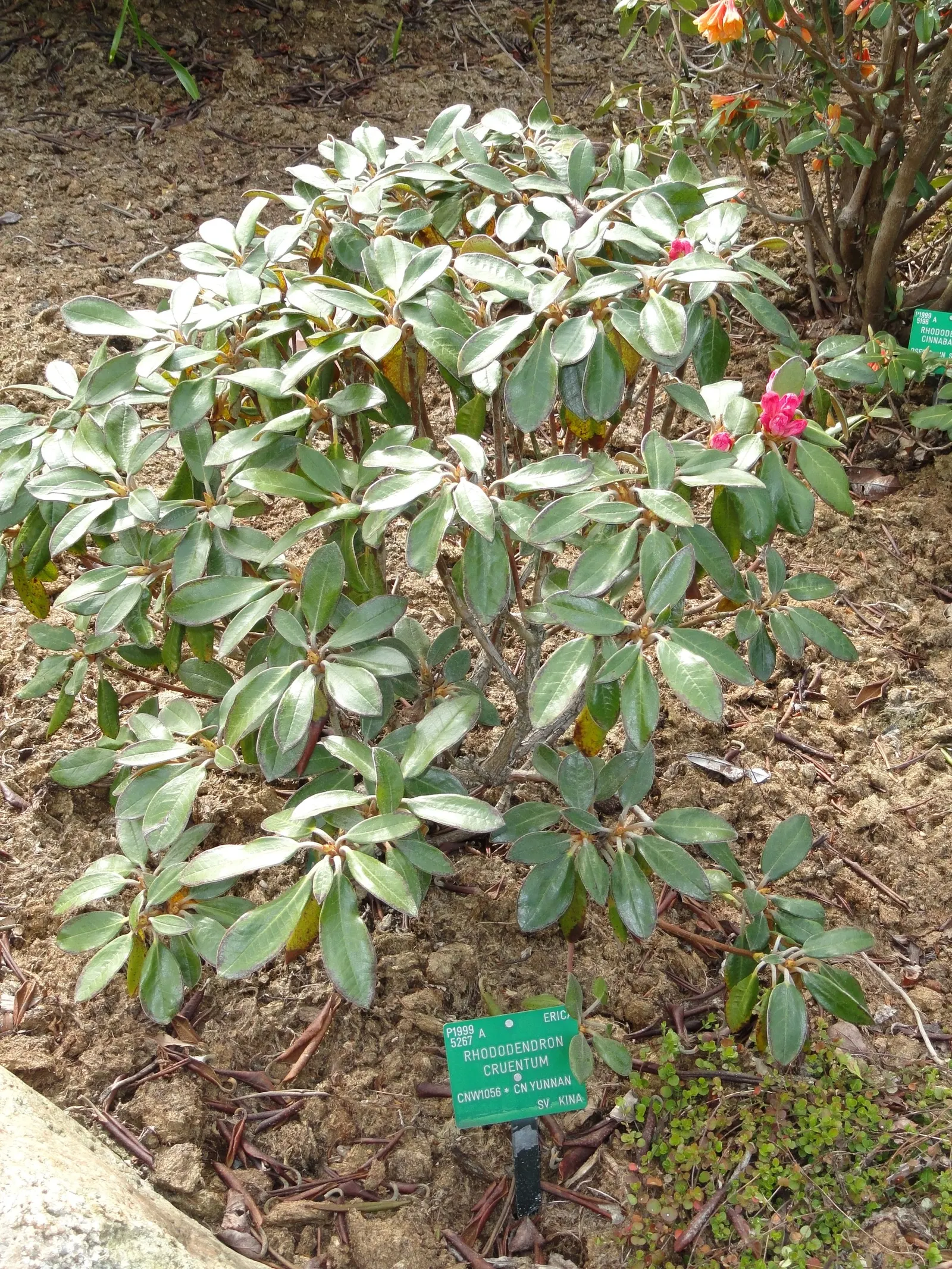 Bureau Rhododendron (Rhododendron Bureavii) — For optimal health and blooming
