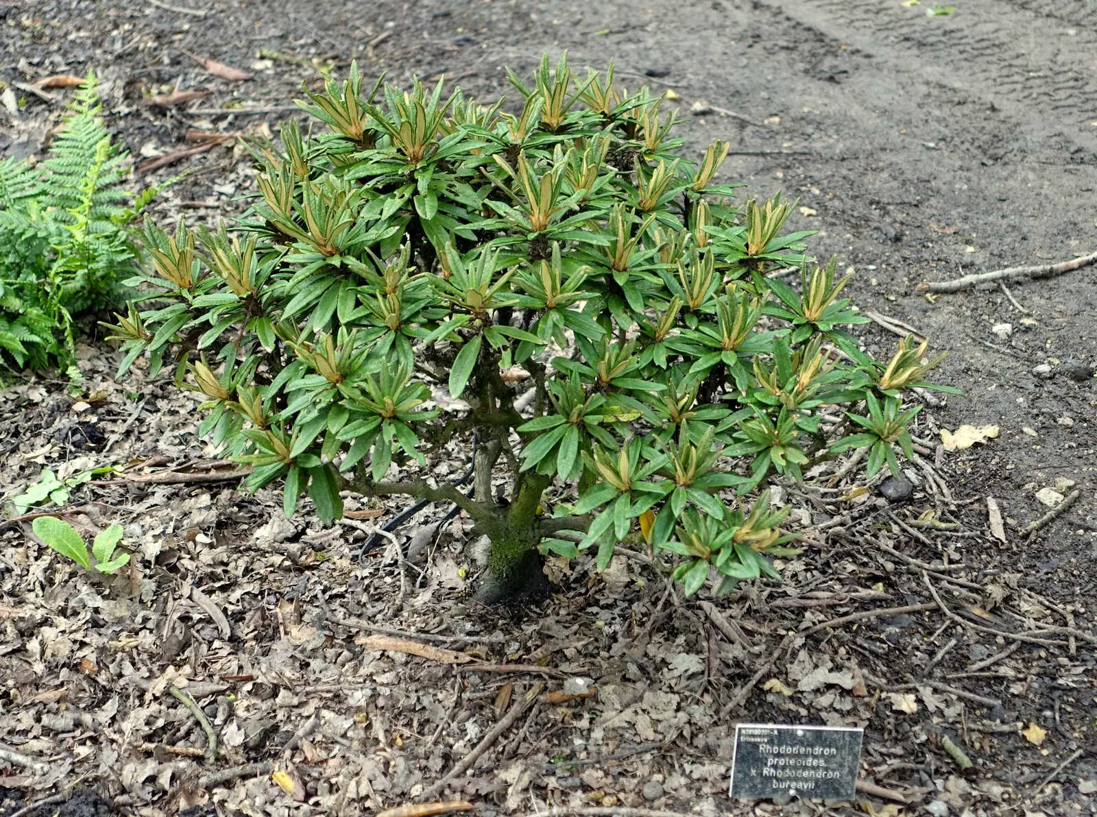 Bureau Rhododendron (Rhododendron Bureavii) — shrub for half or shade