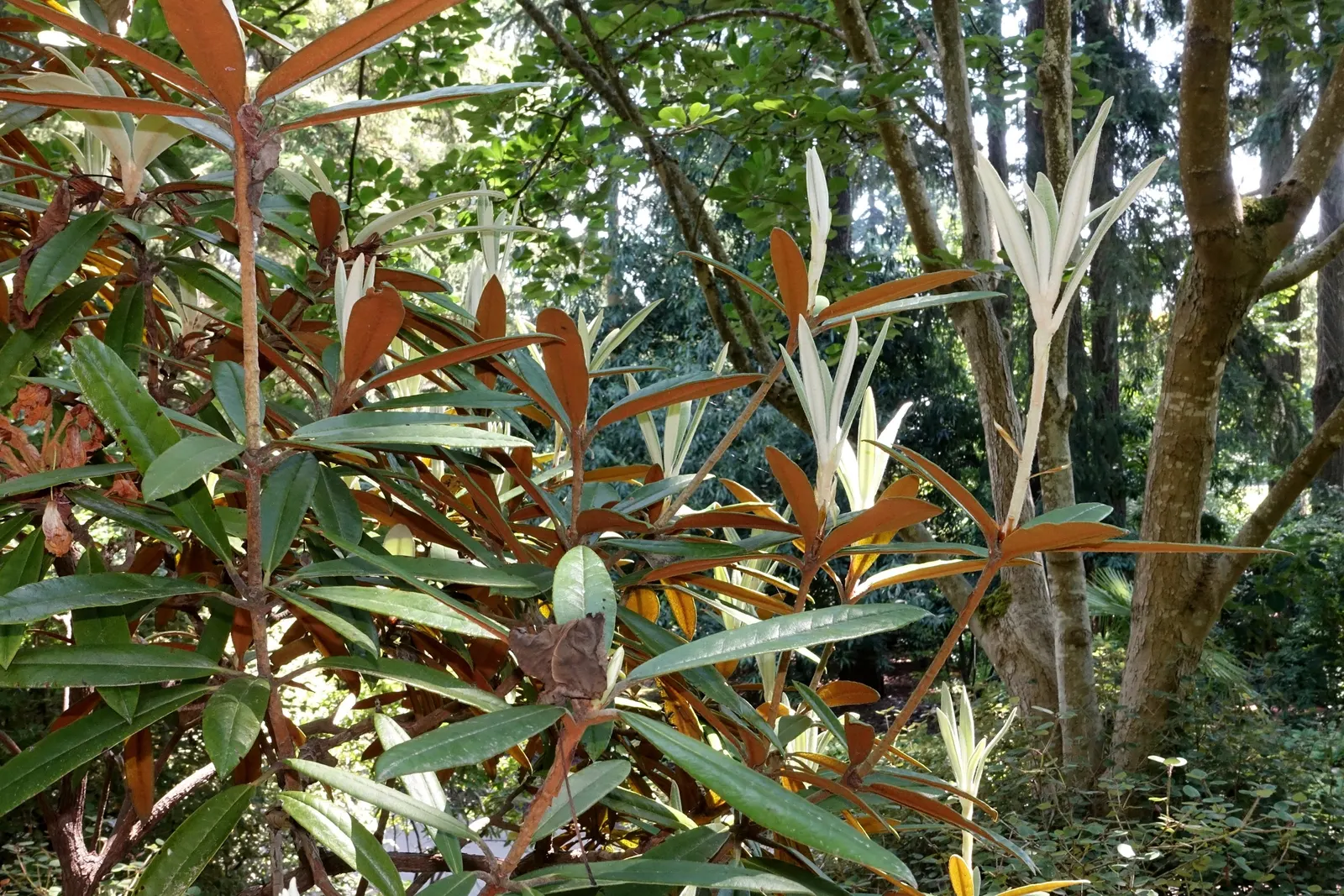 Bureau Rhododendron (Rhododendron Bureavii) — the Rhododendron bureavii boasts a dense