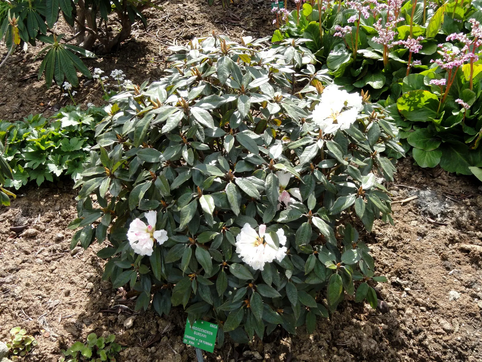 Bureau Rhododendron (Rhododendron Bureavii) — is a captivating specimen renowned for its striking foliage and sumptuous floral displays