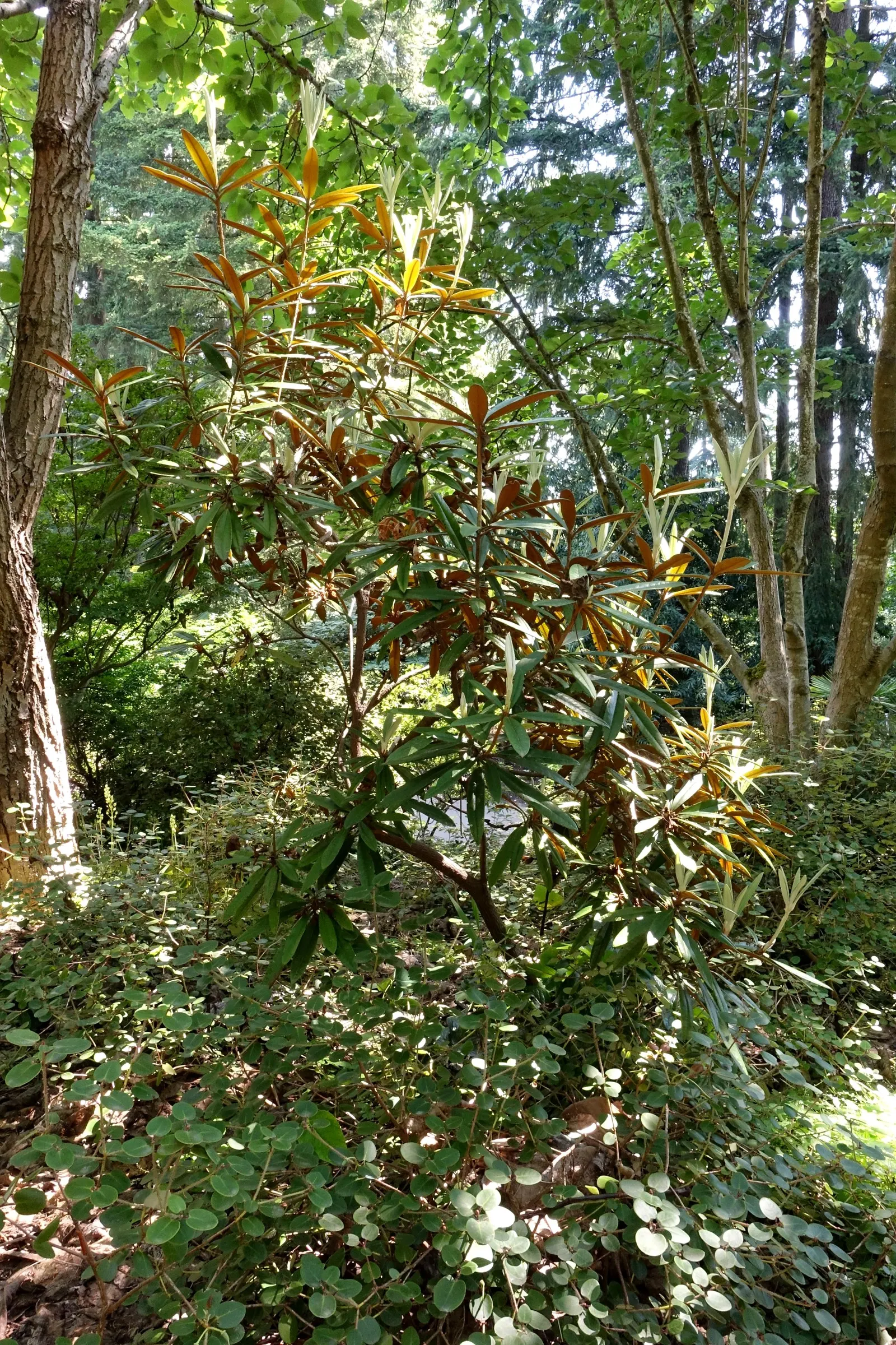 Bureau Rhododendron (Rhododendron Bureavii) — exudes a subtle fragrance and is attractive to pollinators