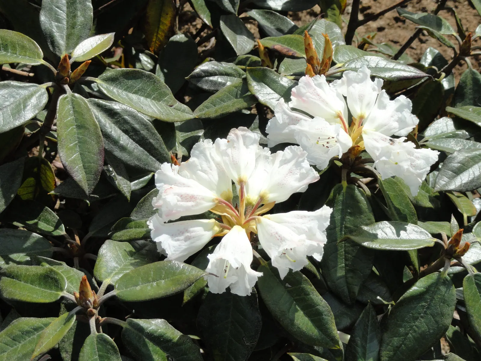 Bureau Rhododendron (Rhododendron Bureavii) — Prefers partial shade and well-drained, acidic soil