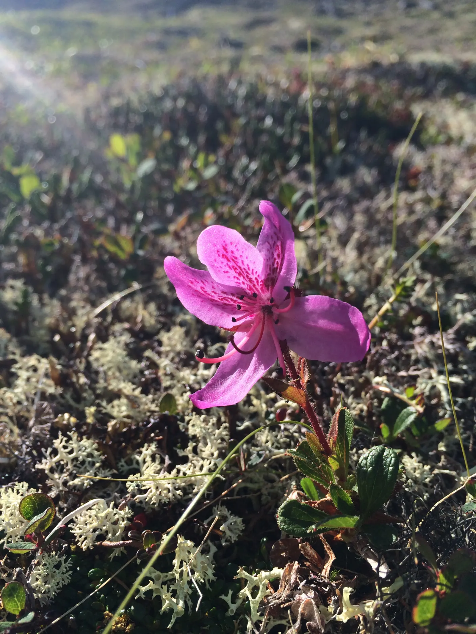 Bureau Rhododendron (Rhododendron Bureavii) — varied landscape composition