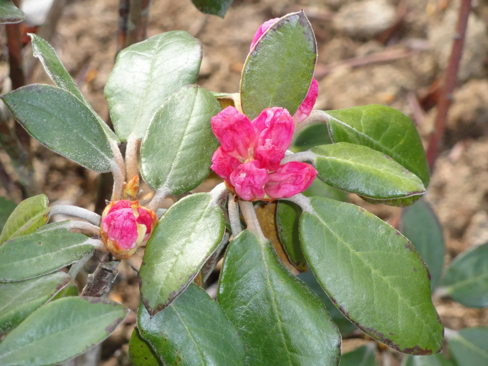 Bureau Rhododendron (Rhododendron Bureavii) — pink and white flowers in the garden