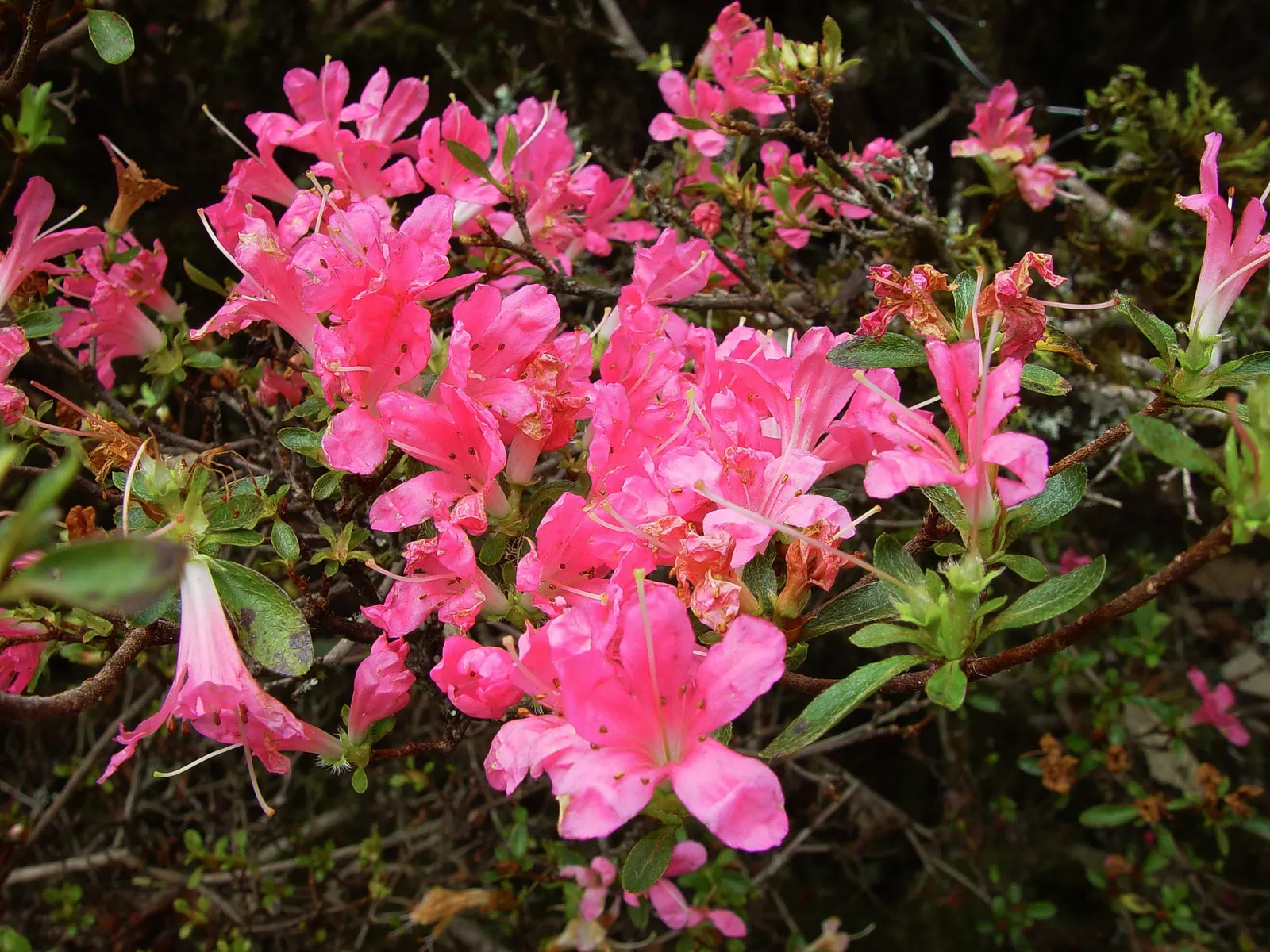 Bureau Rhododendron (Rhododendron Bureavii) — it reaches heights of 6-10 feet with a similar spread; applying a layer of mulch can help retain soil moisture