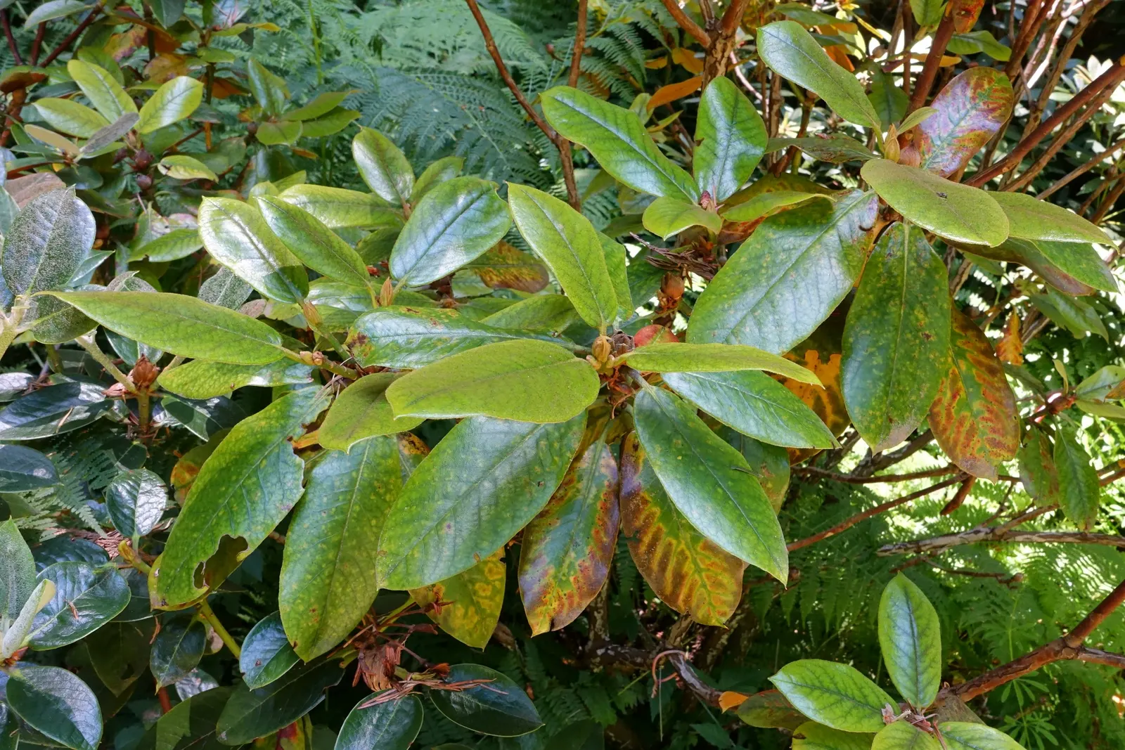 Bureau Rhododendron (Rhododendron Bureavii) — later transitioning to a muted fawn.<br><br>Spring brings a splendid floral display