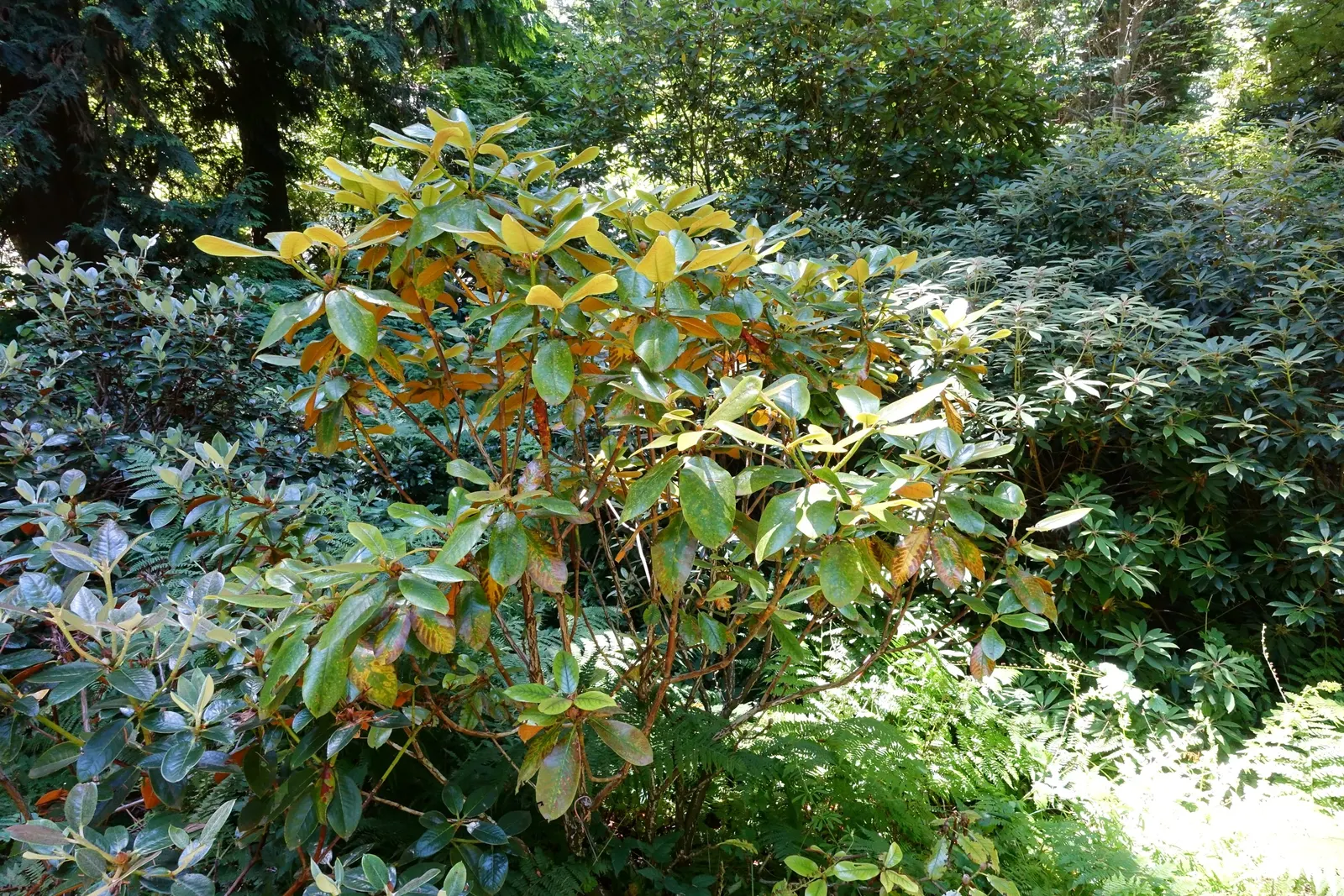 Bureau Rhododendron (Rhododendron Bureavii) — leathery textures and a distinctive indumentum - a felt-like coating - on the underside