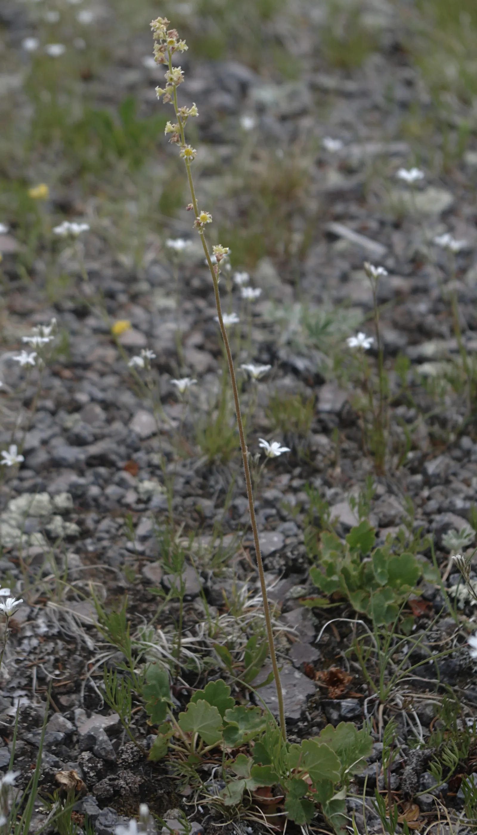 Rio Coral Bells (Heuchera 'Rio') — commonly known as Rio Coral Bells