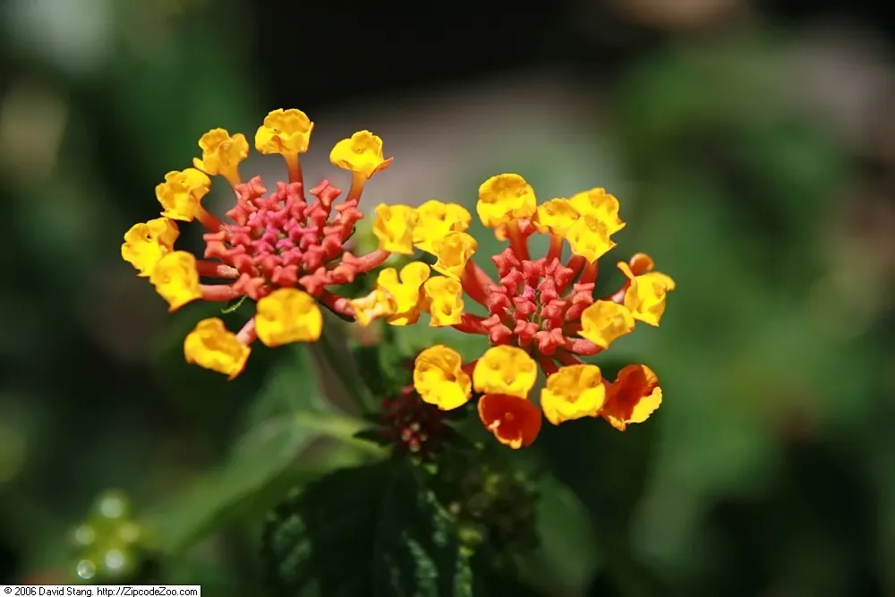 Dallas Red Lantana (Lantana X 'Dallas Red') — Lantana x 'Dallas Red' is a vibrant perennial boasting clusters of red