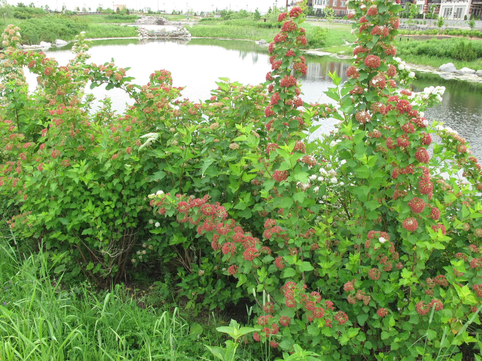 Common Ninebark (Physocarpus Opulifolius) — pink and white flowers in the garden; this shrub typically grows to 5-8 feet in height and spreads to an equal
