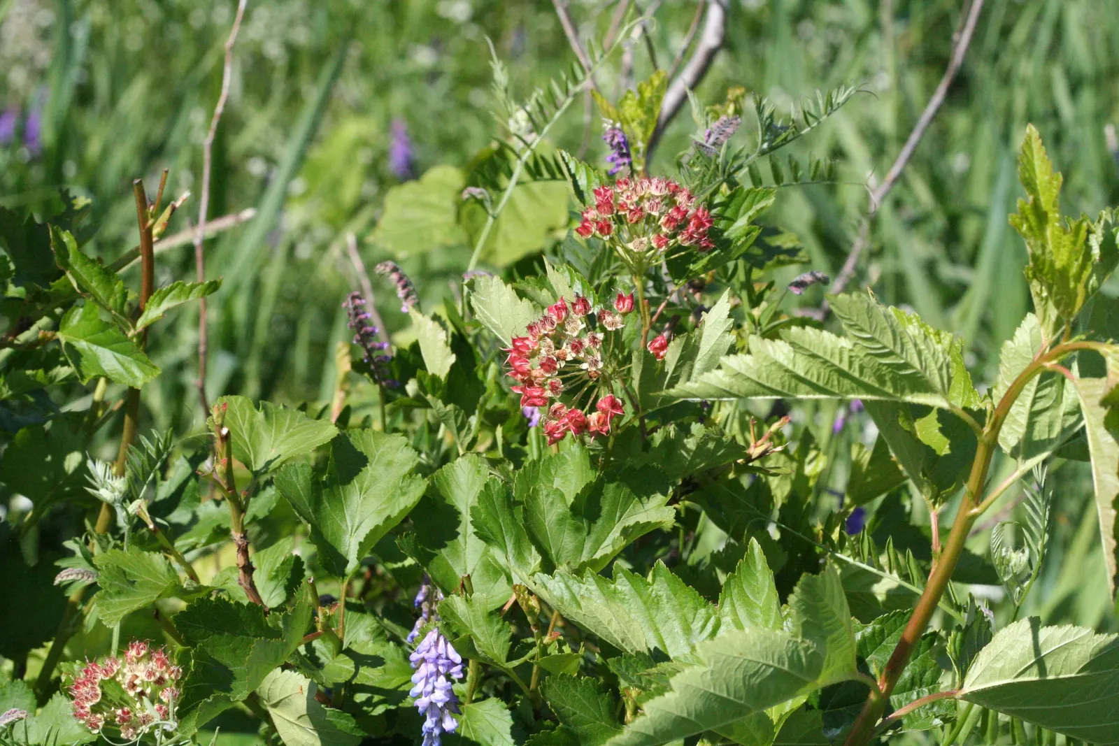 Common Ninebark (Physocarpus Opulifolius) — while birds enjoy its small fruit; this shrub typically grows to 5-8 feet in height and spreads to an equal width