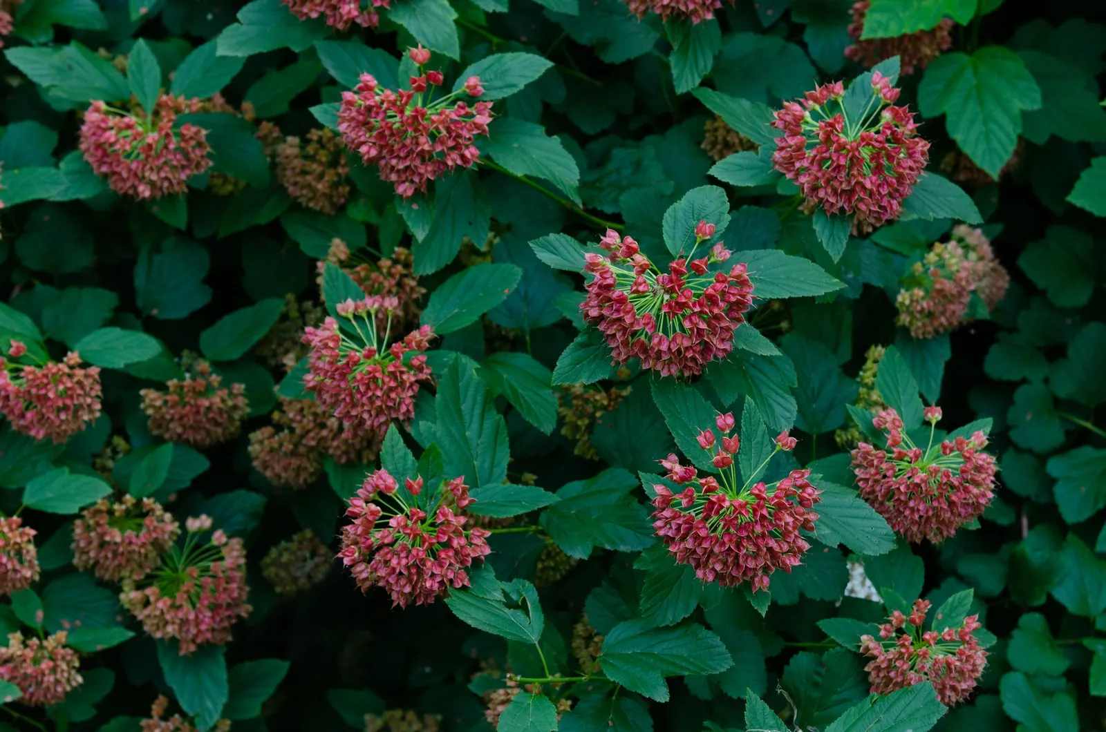 Common Ninebark (Physocarpus Opulifolius) — This shrub typically grows to 5-8 feet in height and spreads to an equal width of 5-8 feet; which contrast