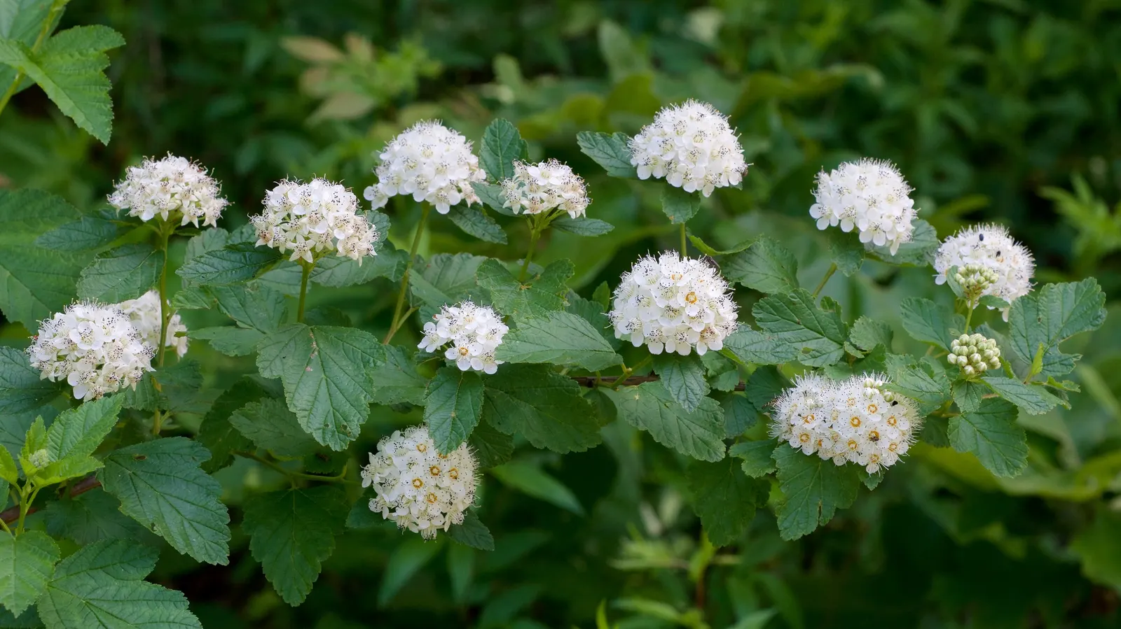 Common Ninebark (Physocarpus Opulifolius) — mounded growth up to 5-8 feet tall and wide; this shrub typically grows to 5-8 feet in height and spreads to an